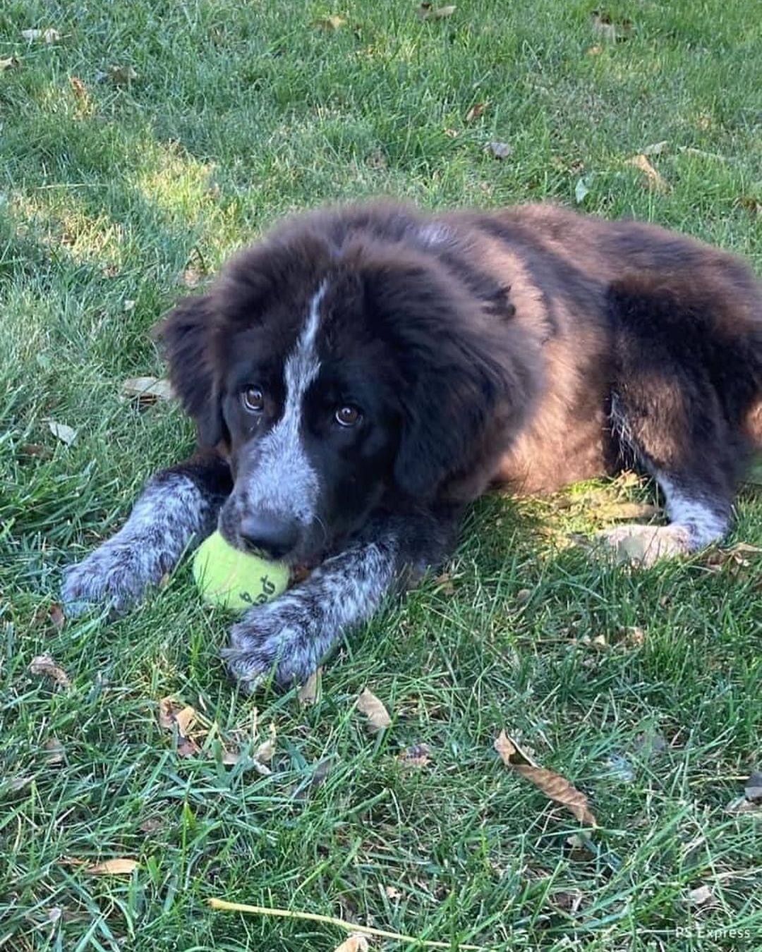 Molly was surrendered to us with her sister Star. Their owners  were expecting a new baby and had children ages 2 and 4 in the home that were afraid of big, playful puppies.

Molly is a friendly and outgoing 4 month old Great Pyrenees mix. She’s  going to be a big girl at already 45 lbs! Molly is a very playful puppy who plays hard and then sleeps hard. She enjoys playing with other dogs, playing in the wading pool, and playing with toys. She will go in her crate for a treat but she prefers snuggles with her people and couch time. Molly is doing well with house training and we are working on leash training. ￼
*Being fostered in Blue Springs, MO*

Molly and her sister Star will be adopted to separate homes. They are up to date on vaccines, microchipped, and up to date on heartworm and flea/tick preventatives. Our puppies are adopted on a spay/neuter contract with adopter promising to spay/neuter at a later date and must show proof at that time. 

Adoption requirements for Molly: You must have a secure and visible fence, pass a home check and a vet check with at least a two year, excellent vet history. Molly can be adopted in Missouri, Illinois, Iowa, Nebraska, Kansas, and Arkansas. Apply for Molly at www.gprescue.com
🐾
<a target='_blank' href='https://www.instagram.com/explore/tags/greatPyrenees/'>#greatPyrenees</a> <a target='_blank' href='https://www.instagram.com/explore/tags/greatpyreneesofthehour/'>#greatpyreneesofthehour</a> <a target='_blank' href='https://www.instagram.com/explore/tags/greatpyreneesoftheday/'>#greatpyreneesoftheday</a> <a target='_blank' href='https://www.instagram.com/explore/tags/greatpyreneesfeature/'>#greatpyreneesfeature</a> <a target='_blank' href='https://www.instagram.com/explore/tags/greatpyrfeature/'>#greatpyrfeature</a> <a target='_blank' href='https://www.instagram.com/explore/tags/dogstagram/'>#dogstagram</a> <a target='_blank' href='https://www.instagram.com/explore/tags/dogoftheday/'>#dogoftheday</a> <a target='_blank' href='https://www.instagram.com/explore/tags/dogsofinsta/'>#dogsofinsta</a> <a target='_blank' href='https://www.instagram.com/explore/tags/petsofinstagram/'>#petsofinstagram</a> <a target='_blank' href='https://www.instagram.com/explore/tags/petstagram/'>#petstagram</a> <a target='_blank' href='https://www.instagram.com/explore/tags/polarbeardog/'>#polarbeardog</a> <a target='_blank' href='https://www.instagram.com/explore/tags/giantdogsofinstagram/'>#giantdogsofinstagram</a> <a target='_blank' href='https://www.instagram.com/explore/tags/giantbreedlovers/'>#giantbreedlovers</a> <a target='_blank' href='https://www.instagram.com/explore/tags/adoptdontshop/'>#adoptdontshop</a> <a target='_blank' href='https://www.instagram.com/explore/tags/dogsofkansascity/'>#dogsofkansascity</a> <a target='_blank' href='https://www.instagram.com/explore/tags/dogsofkc/'>#dogsofkc</a> <a target='_blank' href='https://www.instagram.com/explore/tags/dogsofmo/'>#dogsofmo</a> <a target='_blank' href='https://www.instagram.com/explore/tags/adopt/'>#adopt</a> <a target='_blank' href='https://www.instagram.com/explore/tags/foster/'>#foster</a> <a target='_blank' href='https://www.instagram.com/explore/tags/greatpyreneesrescueofmissouri/'>#greatpyreneesrescueofmissouri</a> <a target='_blank' href='https://www.instagram.com/explore/tags/greatpyreneesrescueofmo/'>#greatpyreneesrescueofmo</a>