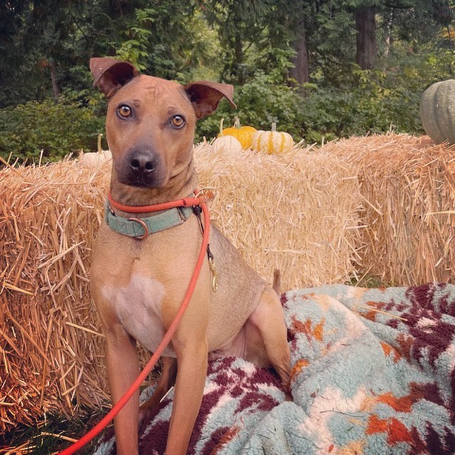 Fall in Love with our adoptables 🍁
Ready for fall snuggles with your new BFF. These pups are patiently waiting to meet you. Apply online at www.rescueunleashed.org

<a target='_blank' href='https://www.instagram.com/explore/tags/fallcolors/'>#fallcolors</a> <a target='_blank' href='https://www.instagram.com/explore/tags/fallhikes/'>#fallhikes</a> <a target='_blank' href='https://www.instagram.com/explore/tags/sweaterweather/'>#sweaterweather</a> <a target='_blank' href='https://www.instagram.com/explore/tags/furryfriend/'>#furryfriend</a> <a target='_blank' href='https://www.instagram.com/explore/tags/adoptadog/'>#adoptadog</a> <a target='_blank' href='https://www.instagram.com/explore/tags/growyourheart/'>#growyourheart</a> <a target='_blank' href='https://www.instagram.com/explore/tags/giveadogahome/'>#giveadogahome</a>