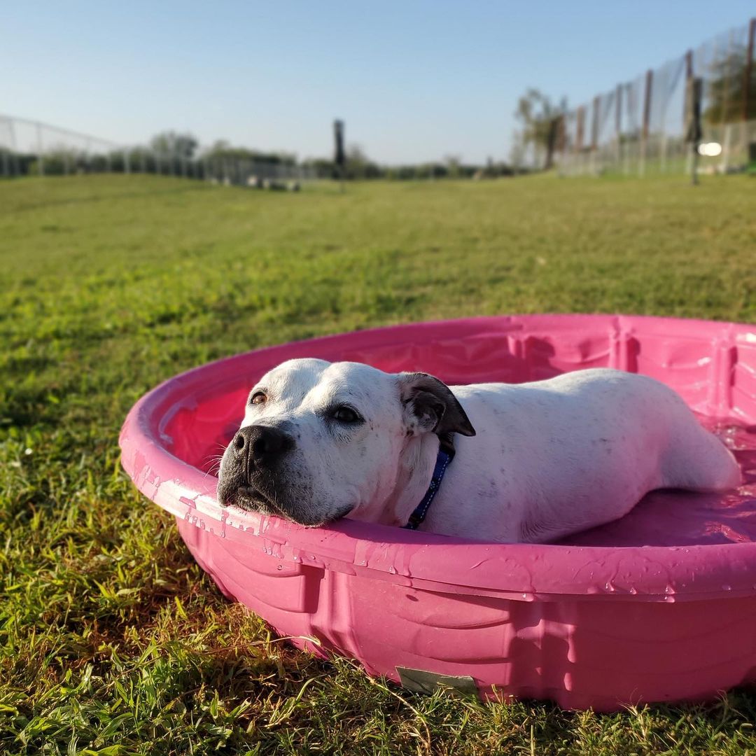 … back on social media, that is! We’ve still been hard at work behind the scenes, and now we’re ready to show you some amazing adoptable dogs and everything else we’ve been up to!

But first, we want to see YOUR beautiful faces this Saturday, October 2nd at @thebarkingbodega for a binho tournament (it’s like finger soccer ⚽️) “ruffereed” by some adorable adoptable dogs! 

We’ll be there from 5:30-10pm and hope you’ll stop by and enjoy some drinks and fun with us and the pups! 🍻

Swipe ➡️ for a sneak peak of some of the adoptable rufferees of the tournament 🐾