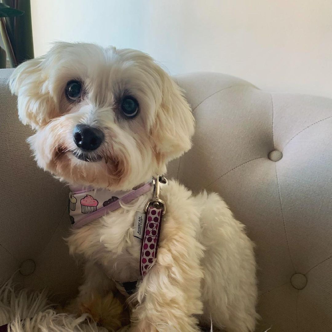 HAPPY GOTCHA DAY to little miss Suzie. We are so happy that you found your perfect forever home. Wishing you and your person the best life ever 💕👑

<a target='_blank' href='https://www.instagram.com/explore/tags/NelroseRescueChicago/'>#NelroseRescueChicago</a> <a target='_blank' href='https://www.instagram.com/explore/tags/rescuepup/'>#rescuepup</a> <a target='_blank' href='https://www.instagram.com/explore/tags/happawlyeverafter/'>#happawlyeverafter</a> <a target='_blank' href='https://www.instagram.com/explore/tags/adoptdontshop/'>#adoptdontshop</a>