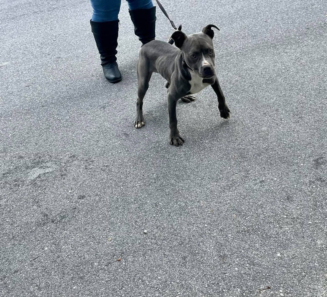 Rocky and midnight have made their trip up to Maine and are settling into their new foster homes. More updates to come!