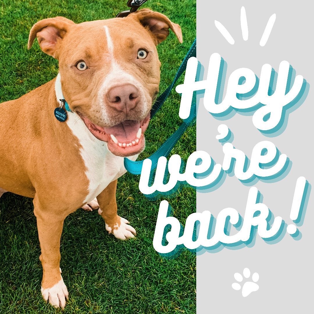 … back on social media, that is! We’ve still been hard at work behind the scenes, and now we’re ready to show you some amazing adoptable dogs and everything else we’ve been up to!

But first, we want to see YOUR beautiful faces this Saturday, October 2nd at @thebarkingbodega for a binho tournament (it’s like finger soccer ⚽️) “ruffereed” by some adorable adoptable dogs! 

We’ll be there from 5:30-10pm and hope you’ll stop by and enjoy some drinks and fun with us and the pups! 🍻

Swipe ➡️ for a sneak peak of some of the adoptable rufferees of the tournament 🐾