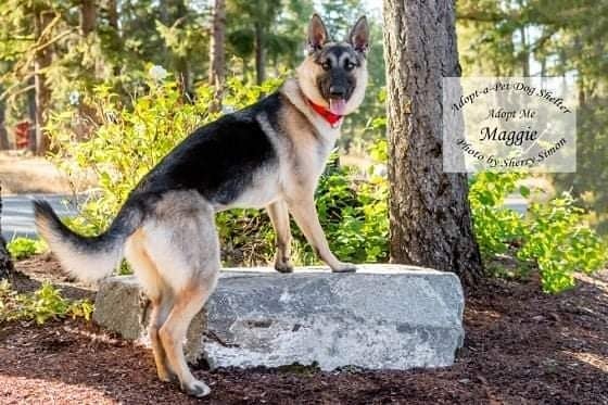 Check out of Dog of the Week:

Meet MAGGIE! She is a 1-year-old, 60#, German Shepherd Dog whose pristine coat makes her glamorous! 

Maggie is a spunky, high-energy girl looking for someone to help her continue her basic training and leash manners. It is unknown how Maggie is with cats or livestock and would prefer to be the only dog in the household. She is a loving and smart girl who has a lot of energy. An active adult family would be her best fit, as she will require daily exercise. She enjoys going for walks, playing fetch in the yard, and tetherball. Previous German Shepherd experience and a secure fenced yard are required.

Further questions? Currently, emails are the only method of communication. We all care about the health of our 2-legged caregivers and the community at large, so as a precaution we are will be in touch with you as soon as we are able. We appreciate everyone’s understanding during this time! Stay Well! 

KENNEL CONTACT INFORMATION:
Email: adoptapetadoptions@gmail.com
Telephone: (360) 432-3091 Option <a target='_blank' href='https://www.instagram.com/explore/tags/5/'>#5</a>