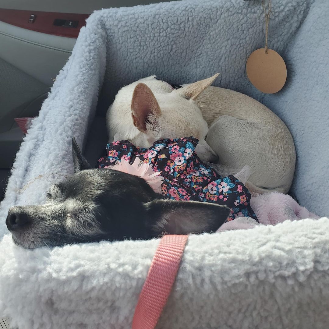 Chica and Princess (now Luna). Sweetness to the core! They choose each other every time- even riding in the car. Happy Happy life! <a target='_blank' href='https://www.instagram.com/explore/tags/ccpalrescue/'>#ccpalrescue</a> <a target='_blank' href='https://www.instagram.com/explore/tags/happilyeverafters/'>#happilyeverafters</a> <a target='_blank' href='https://www.instagram.com/explore/tags/successstories/'>#successstories</a>