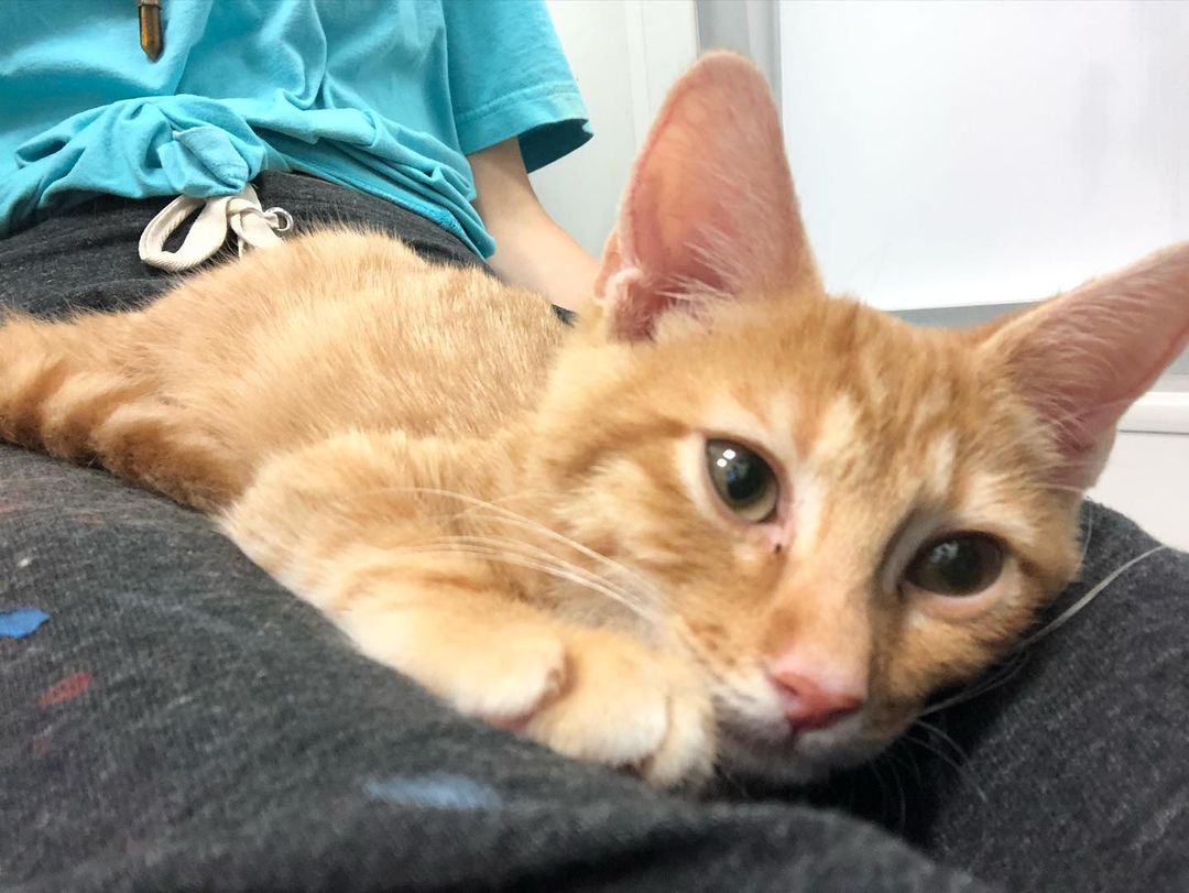 This is Punki!!! 😻
An ADORABLE (3 month old) lap kitty who will purr as soon as he sits in your lap. He’s super soft and loves long cuddle sessions. 
He is currently at our Tyrone location and is ready for a loving home😸❤️
<a target='_blank' href='https://www.instagram.com/explore/tags/kitten/'>#kitten</a> <a target='_blank' href='https://www.instagram.com/explore/tags/lapkitty/'>#lapkitty</a> <a target='_blank' href='https://www.instagram.com/explore/tags/adopt/'>#adopt</a> <a target='_blank' href='https://www.instagram.com/explore/tags/meow/'>#meow</a>