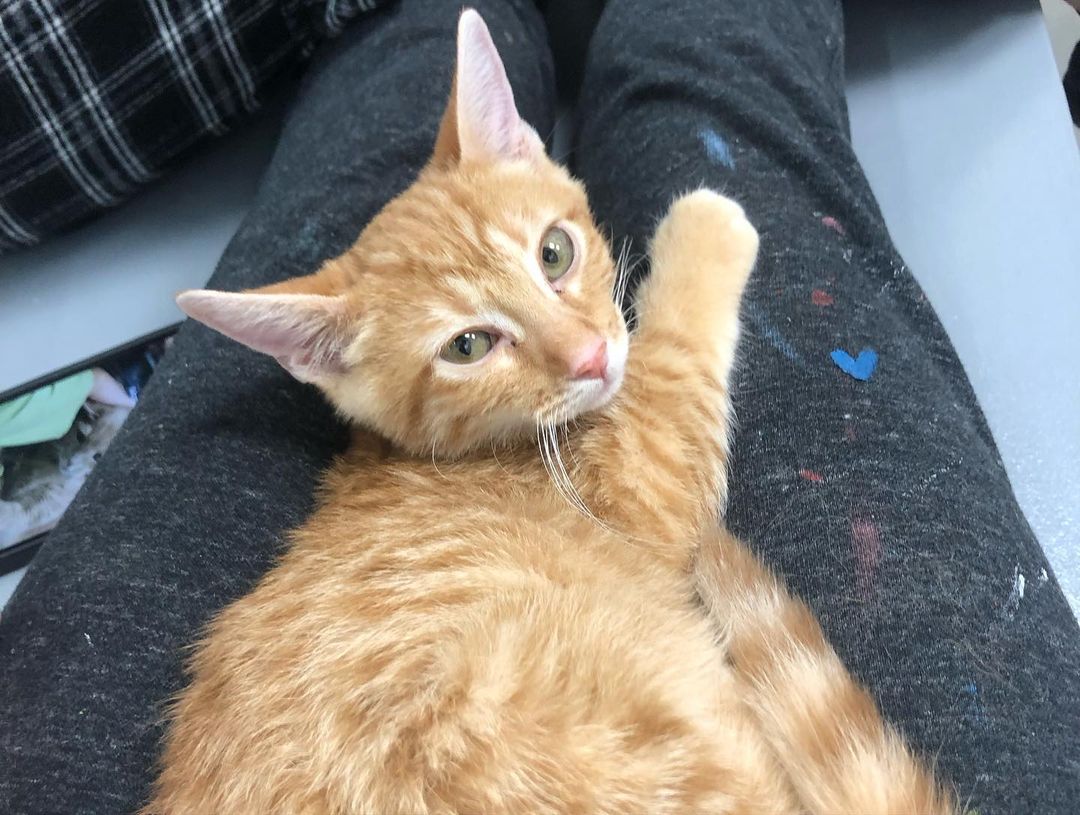 This is Punki!!! 😻
An ADORABLE (3 month old) lap kitty who will purr as soon as he sits in your lap. He’s super soft and loves long cuddle sessions. 
He is currently at our Tyrone location and is ready for a loving home😸❤️
<a target='_blank' href='https://www.instagram.com/explore/tags/kitten/'>#kitten</a> <a target='_blank' href='https://www.instagram.com/explore/tags/lapkitty/'>#lapkitty</a> <a target='_blank' href='https://www.instagram.com/explore/tags/adopt/'>#adopt</a> <a target='_blank' href='https://www.instagram.com/explore/tags/meow/'>#meow</a>