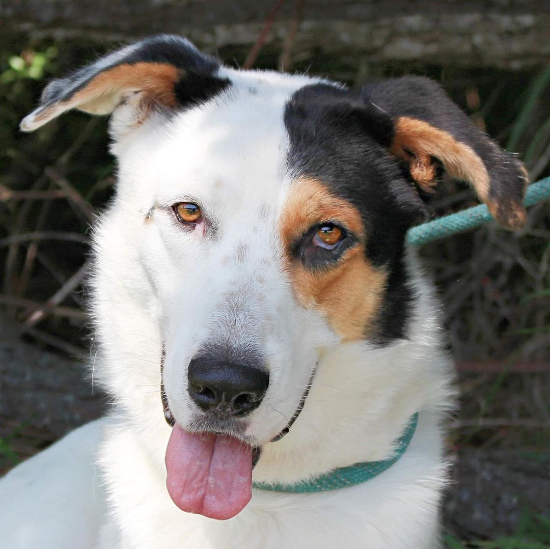 How is a dog this handsome and sweet still in need of a home?

Ladies man Falcon has been waiting for months for someone to choose him. 😢 He’s had a short break from the shelter, but that’s almost over, and we’re still dealing with the space crisis, so there’s really nowhere for Falcon to go. We need your help. 

Falcon is relatively calm and eager to be someone’s best friend. He’s not a Velcro dog, but he’s prone to checking in and letting you know he loves you. ❤️‍🩹 He appreciates snuggling in blankets and being at your side. Falcon seems fine with other dogs, though he’s not much for playing. 

Will you please give Falcon a chance? Please? He needs and deserves it.

To meet Falcon, please call 713-920-7942 or send an email to adoptions@pasadenatx.gov as we will need to arrange for the foster to bring him up to the Adoption Center.