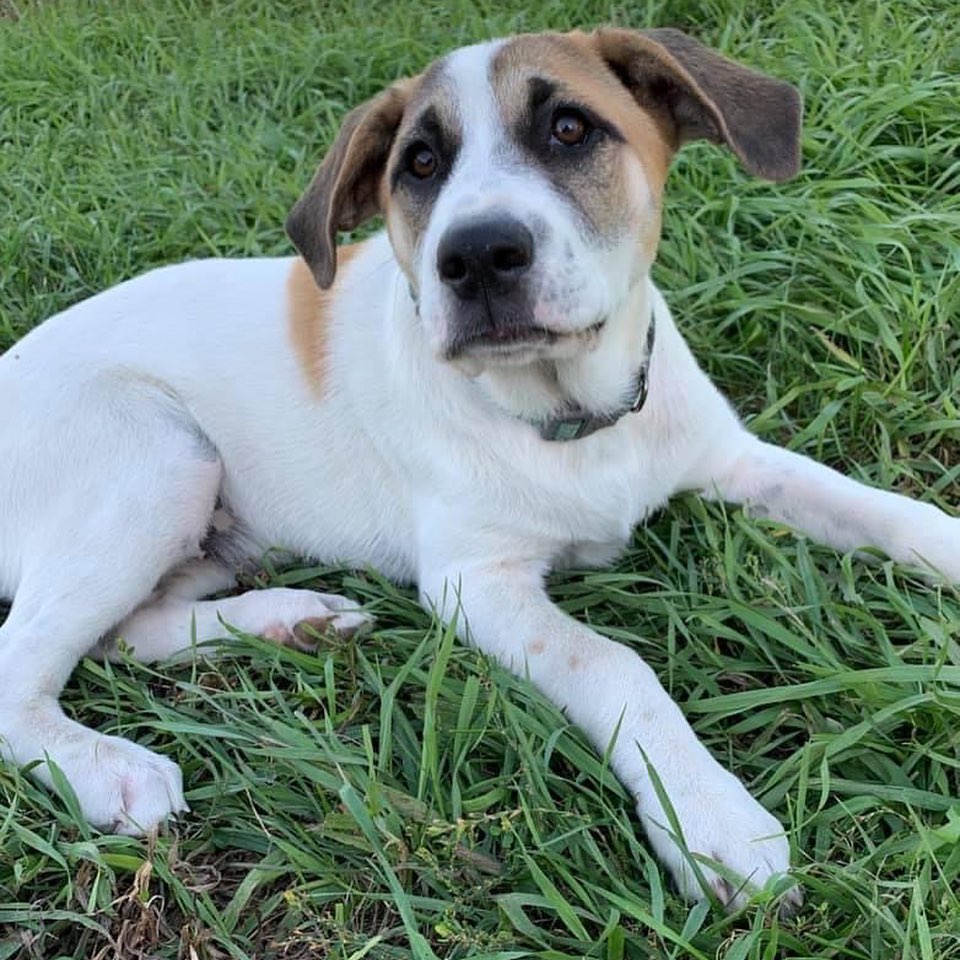 Brandy came to us with her four  siblings from The Whisky litter. They were an unwanted litter from Missouri that needed rescue. We were told Dad was Great Pyr and mom was 100% mutt. Whatever the mix we can definitely see Pyr and they are 100% adorable! 

We think Brandy is so cute with those dark badger eyes! As she’s gotten a little older she’s become less independent and wants to be with her people. She’s a sweetheart who loves to cuddle and receive belly rubs. When faced with something new, Brandy is still an inquisitive pup, however she looks to her foster parents for guidance and direction She’s still a puppy after all and loves to wrestle with her foster siblings. Brandy’s doing great on potty training, is treat motivated, and comes when called. She also likes car rides. Once she gets over the initial excitement, she settles down when leash walking. Brandy is almost 4 months old and weighs 38 lbs. 
*Being fostered in Ruthven, IA*

Brandy has a shorter lab like coat. She is up to date on vaccines, up to date on heartworm, microchipped, and up to date on  flea/tick preventatives. Our puppies are adopted on a spay/neuter contract with adopter promising to spay/neuter at a later date and must show proof at that time. 

Adoption requirements:
In order for you application to be approved you must have a secure and visible fence, pass a home check and a vet check with at least a two year, excellent vet history. Brandy can be adopted in Missouri, Illinois, Nebraska, Iowa, Wisconsin, Minnesota, and South Dakota. Other East Coast states will be considered if you are willing to travel.
Apply for Brandy at www.gprescue.com/current-adoptables

www.gprescue.com
🐾 <a target='_blank' href='https://www.instagram.com/explore/tags/greatPyrenees/'>#greatPyrenees</a> <a target='_blank' href='https://www.instagram.com/explore/tags/greatpyreneesofthehour/'>#greatpyreneesofthehour</a> <a target='_blank' href='https://www.instagram.com/explore/tags/greatpyreneesoftheday/'>#greatpyreneesoftheday</a> <a target='_blank' href='https://www.instagram.com/explore/tags/greatpyreneesfeature/'>#greatpyreneesfeature</a> <a target='_blank' href='https://www.instagram.com/explore/tags/greatpyrfeature/'>#greatpyrfeature</a> <a target='_blank' href='https://www.instagram.com/explore/tags/dogstagram/'>#dogstagram</a> <a target='_blank' href='https://www.instagram.com/explore/tags/dogoftheday/'>#dogoftheday</a> <a target='_blank' href='https://www.instagram.com/explore/tags/dogsofinsta/'>#dogsofinsta</a> <a target='_blank' href='https://www.instagram.com/explore/tags/petsofinstagram/'>#petsofinstagram</a> <a target='_blank' href='https://www.instagram.com/explore/tags/petstagram/'>#petstagram</a> <a target='_blank' href='https://www.instagram.com/explore/tags/polarbeardog/'>#polarbeardog</a> <a target='_blank' href='https://www.instagram.com/explore/tags/giantdogsofinstagram/'>#giantdogsofinstagram</a> <a target='_blank' href='https://www.instagram.com/explore/tags/giantbreedlovers/'>#giantbreedlovers</a> <a target='_blank' href='https://www.instagram.com/explore/tags/adoptdontshop/'>#adoptdontshop</a> <a target='_blank' href='https://www.instagram.com/explore/tags/dogsofmo/'>#dogsofmo</a> <a target='_blank' href='https://www.instagram.com/explore/tags/adopt/'>#adopt</a> <a target='_blank' href='https://www.instagram.com/explore/tags/foster/'>#foster</a> <a target='_blank' href='https://www.instagram.com/explore/tags/greatpyreneesrescueofmissouri/'>#greatpyreneesrescueofmissouri</a> <a target='_blank' href='https://www.instagram.com/explore/tags/greatpyreneesrescueofmo/'>#greatpyreneesrescueofmo</a>