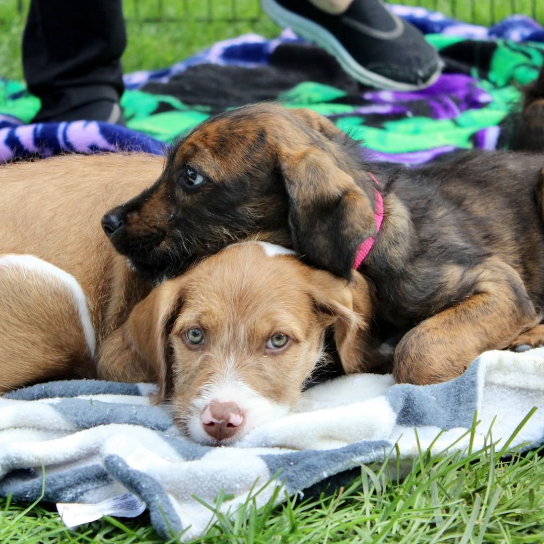 Our gorgeous Oktoberfest puppies are still available! The boys have been scooped up, but four pretty girls are ready to find their families. Prost, Schnitzel, Pretzel, and Munich are female Pit/Doodle pups. Their mama was a pittie mix and their daddy was a doodle! For more information or to apply to adopt one of these precious pups, visit reachrescue.org.

<a target='_blank' href='https://www.instagram.com/explore/tags/adoptdontshop/'>#adoptdontshop</a> <a target='_blank' href='https://www.instagram.com/explore/tags/dogsofinstagram/'>#dogsofinstagram</a> <a target='_blank' href='https://www.instagram.com/explore/tags/rescuedogsofinstagram/'>#rescuedogsofinstagram</a> <a target='_blank' href='https://www.instagram.com/explore/tags/rescuedog/'>#rescuedog</a> <a target='_blank' href='https://www.instagram.com/explore/tags/rescue/'>#rescue</a> <a target='_blank' href='https://www.instagram.com/explore/tags/reachrescue/'>#reachrescue</a> <a target='_blank' href='https://www.instagram.com/explore/tags/dogs/'>#dogs</a> <a target='_blank' href='https://www.instagram.com/explore/tags/dog/'>#dog</a> <a target='_blank' href='https://www.instagram.com/explore/tags/doggo/'>#doggo</a> <a target='_blank' href='https://www.instagram.com/explore/tags/dogstagram/'>#dogstagram</a> <a target='_blank' href='https://www.instagram.com/explore/tags/dogoftheday/'>#dogoftheday</a> <a target='_blank' href='https://www.instagram.com/explore/tags/dogoftheweek/'>#dogoftheweek</a> <a target='_blank' href='https://www.instagram.com/explore/tags/dogsofinstaworld/'>#dogsofinstaworld</a> <a target='_blank' href='https://www.instagram.com/explore/tags/dog_features/'>#dog_features</a> <a target='_blank' href='https://www.instagram.com/explore/tags/dogsofinsta/'>#dogsofinsta</a> <a target='_blank' href='https://www.instagram.com/explore/tags/dogsofig/'>#dogsofig</a> <a target='_blank' href='https://www.instagram.com/explore/tags/instadog/'>#instadog</a>