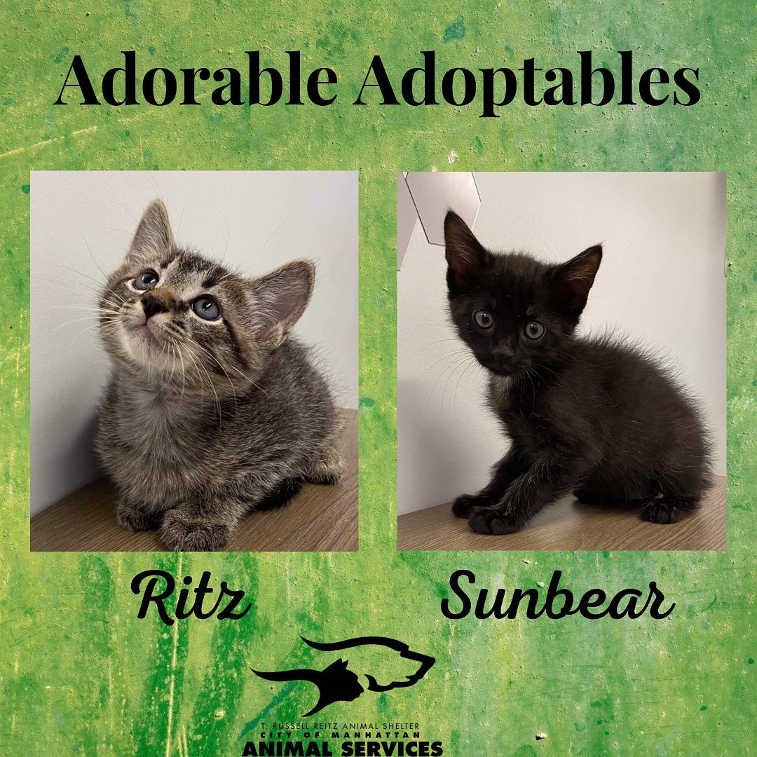 Here are just a few of the adorable adoptable animals here at T. Russell Reitz! If you are interested in adopting, we are open Monday-Saturday, 1-5pm and would be more than happy to help you find your new best friend! You can find the rest of our adoptable pets at https://www.petfinder.com/search/pets-for-adoption/?shelter_id%5B0%5D=KS03&sort%5B0%5D=recently_added! If you have any questions, please feel free to give us a call at 785-587-2783.