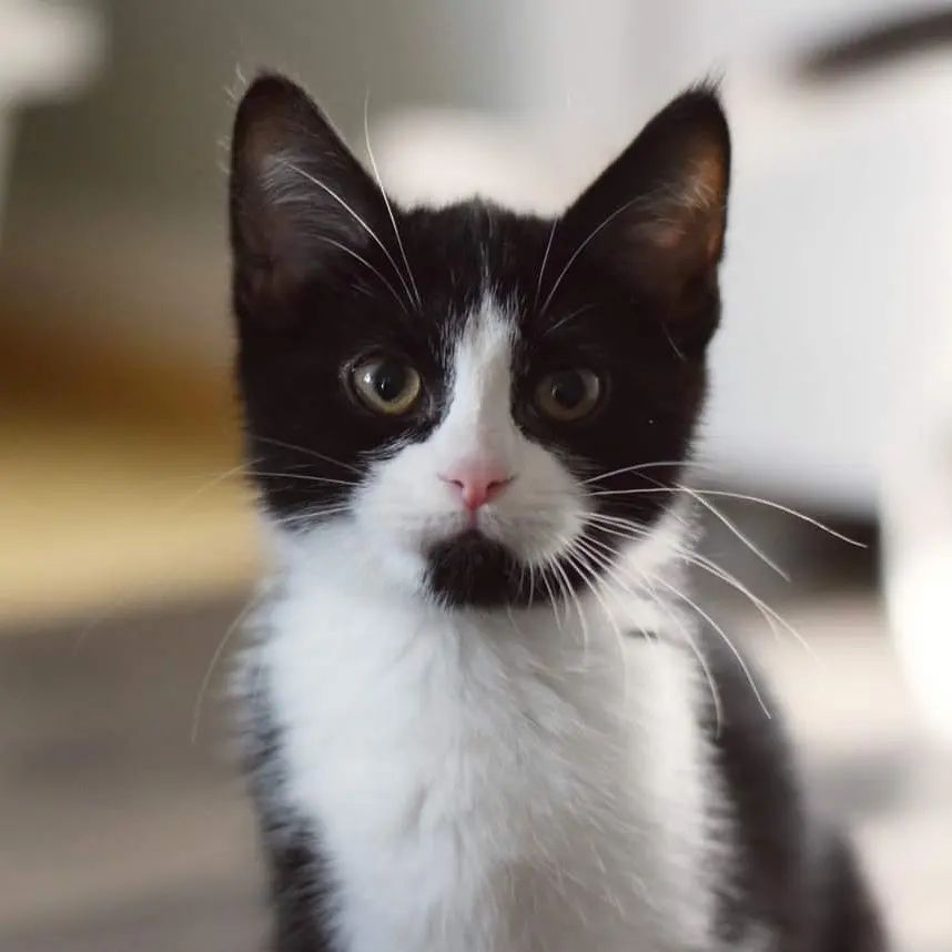 Do you want constant entertainment and companionship? Does the idea of a quiet house frighten you? Look no further, Minnie (tuxedo female) and Minnow (black female) are here to be your very own personal entertainers! All they ask for in return is love and a nice warm house. These two 10-week-old kittens are constantly on the go, and enjoy chasing each other, invisible things in the air, and furry crabbing across the floor. In case you don't know the technical term 