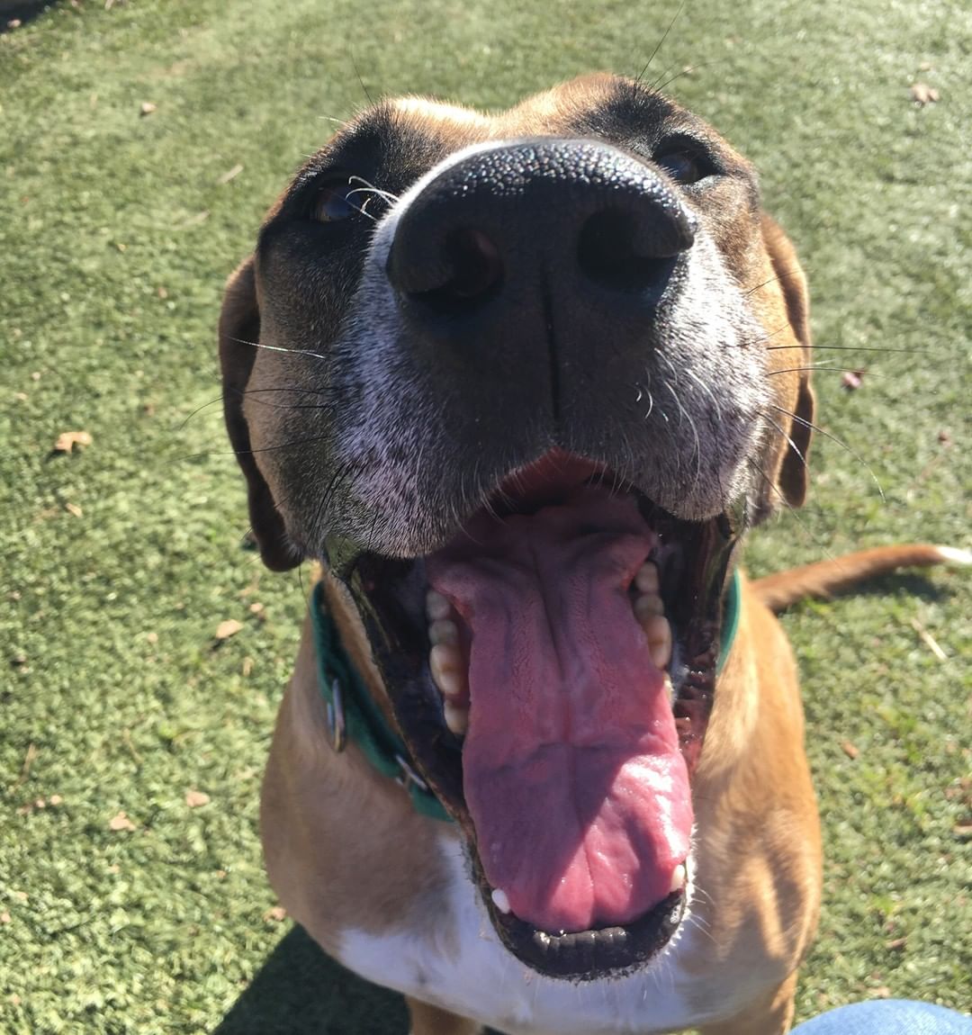 Coffee is an 8 year old 103lb neutered male Bullmastiff mix. He arrived at the shelter on 10/15/20 as an owner surrender due to his previous owner being unable to keep and care for him any longer. He is a friendly boy here at the shelter and enjoys attention. He is a big ol' goofball, but don't let that fool you... He's not just all looks and silly antics, he's smart too! He already knows sit and shake and will even change paws given for shake if asked. He would do best as the only pet in the home because he loves people so much, he'd like you all to himself! He has yet to not make a BFF out of everyone he meets here at the shelter. Can he be your Best Friend Forever too?

If you are interested in meeting coffee, please contact Guilford County Animal Services at 336-641-3401 or http://petadoption.guilfordcountync.gov to set up an appointment today! 

<a target='_blank' href='https://www.instagram.com/explore/tags/shelterspotlight/'>#shelterspotlight</a> <a target='_blank' href='https://www.instagram.com/explore/tags/rescuedog/'>#rescuedog</a> <a target='_blank' href='https://www.instagram.com/explore/tags/shelterdog/'>#shelterdog</a> <a target='_blank' href='https://www.instagram.com/explore/tags/adoptadog/'>#adoptadog</a>