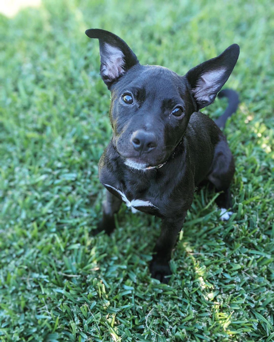 ADOPTED!! 🐶❤️🐾

Joey isn’t just adorable… he’s a survivor. This adorable little boy fought and beat parvo! Now he is ready to find his forever family. Joey is great with other dogs, great with kids and even great with cats!! You can learn more about Joey on our website. Visit the link in our bio.

<a target='_blank' href='https://www.instagram.com/explore/tags/adoptme/'>#adoptme</a> <a target='_blank' href='https://www.instagram.com/explore/tags/fosterdog/'>#fosterdog</a> <a target='_blank' href='https://www.instagram.com/explore/tags/rescuedog/'>#rescuedog</a> <a target='_blank' href='https://www.instagram.com/explore/tags/parvosurvivor/'>#parvosurvivor</a> <a target='_blank' href='https://www.instagram.com/explore/tags/mixedbreed/'>#mixedbreed</a> <a target='_blank' href='https://www.instagram.com/explore/tags/austintexas/'>#austintexas</a> <a target='_blank' href='https://www.instagram.com/explore/tags/dogrescue/'>#dogrescue</a> <a target='_blank' href='https://www.instagram.com/explore/tags/adoptdontshop/'>#adoptdontshop</a> <a target='_blank' href='https://www.instagram.com/explore/tags/puppylove/'>#puppylove</a> <a target='_blank' href='https://www.instagram.com/explore/tags/adorable/'>#adorable</a> <a target='_blank' href='https://www.instagram.com/explore/tags/512dogs/'>#512dogs</a> <a target='_blank' href='https://www.instagram.com/explore/tags/atxdogs/'>#atxdogs</a> <a target='_blank' href='https://www.instagram.com/explore/tags/lookingforforeverhome/'>#lookingforforeverhome</a> <a target='_blank' href='https://www.instagram.com/explore/tags/rescuedogsofinstagram/'>#rescuedogsofinstagram</a> <a target='_blank' href='https://www.instagram.com/explore/tags/rescuepup/'>#rescuepup</a> <a target='_blank' href='https://www.instagram.com/explore/tags/atxshelterdogs/'>#atxshelterdogs</a> <a target='_blank' href='https://www.instagram.com/explore/tags/foundmyanimal/'>#foundmyanimal</a>