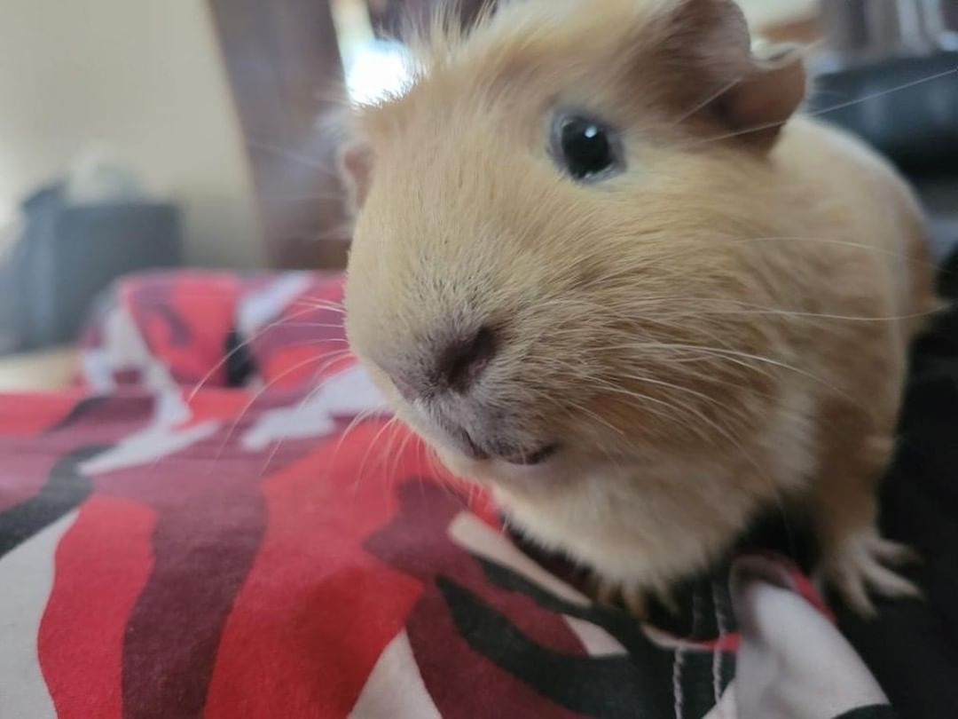 2 Male Guinea Pigs needing a home 🏡

Call Erin at 309-368-0669 ☎️