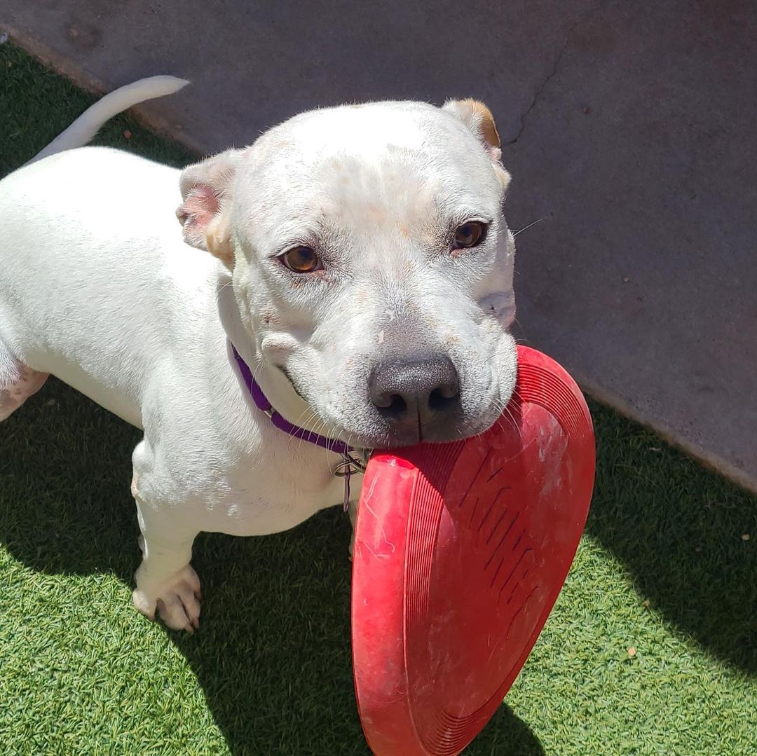 … back on social media, that is! We’ve still been hard at work behind the scenes, and now we’re ready to show you some amazing adoptable dogs and everything else we’ve been up to!

But first, we want to see YOUR beautiful faces this Saturday, October 2nd at @thebarkingbodega for a binho tournament (it’s like finger soccer ⚽️) “ruffereed” by some adorable adoptable dogs! 

We’ll be there from 5:30-10pm and hope you’ll stop by and enjoy some drinks and fun with us and the pups! 🍻

Swipe ➡️ for a sneak peak of some of the adoptable rufferees of the tournament 🐾