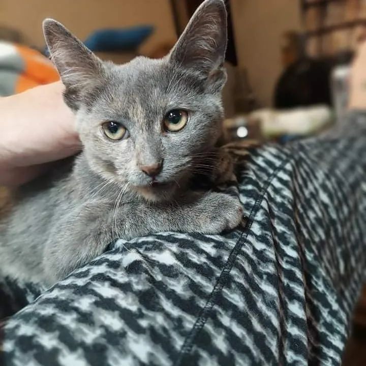 Are you looking for a low maintenance, adorable, and petite kitty? If so, I’m your girl! My name is Roomba and I’m a tiny kitty at just under 4 lbs and 6 months of age! I was living outside before some nice people brought me in and showed me how great it is to be a spoiled indoor kitty! I am still unsure of new people and new surroundings, but I LOVE food. As long as I get yummy food and treats, I will become your BFF in no time! I purr when I cuddle on my foster mom’s lap and she gives me cheek and chin scratches. I love being around other kitties too! Other kitties help show me that people have the best treats! I'm also very special and was born with half a tail, maybe I'm part manx! Who knows? I am a very good girl and ALWAYS use the litter box! Apply today! Adoption fee: $125. Adopt a pair: $200. Fee includes testing, deworming, vaccinations, spay/neuter, microchip and 30 days of free pet insurance. Apply online at www.pawsforliferescue.org

<a target='_blank' href='https://www.instagram.com/explore/tags/adorable/'>#adorable</a> <a target='_blank' href='https://www.instagram.com/explore/tags/babykitten/'>#babykitten</a> <a target='_blank' href='https://www.instagram.com/explore/tags/tinykitten/'>#tinykitten</a> <a target='_blank' href='https://www.instagram.com/explore/tags/adoptable/'>#adoptable</a> <a target='_blank' href='https://www.instagram.com/explore/tags/adoptdontshop/'>#adoptdontshop</a>🐾