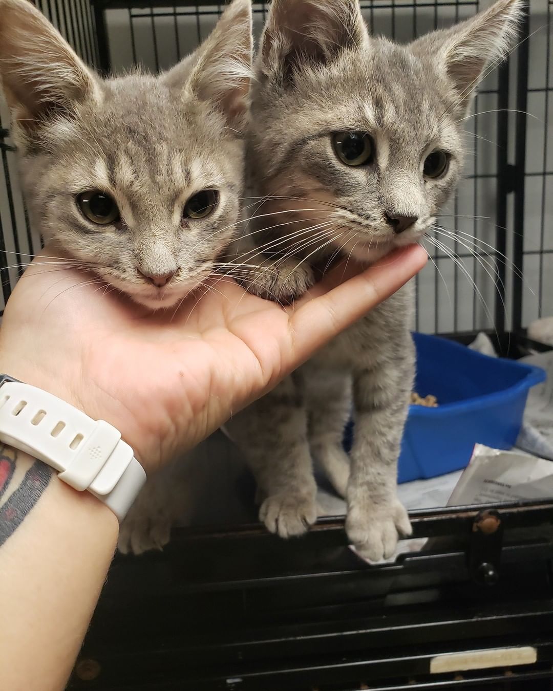 **FOUND** on Bray St in Norwood. If these are your cats or for more information, please contact the shelter at 315-265-3199.