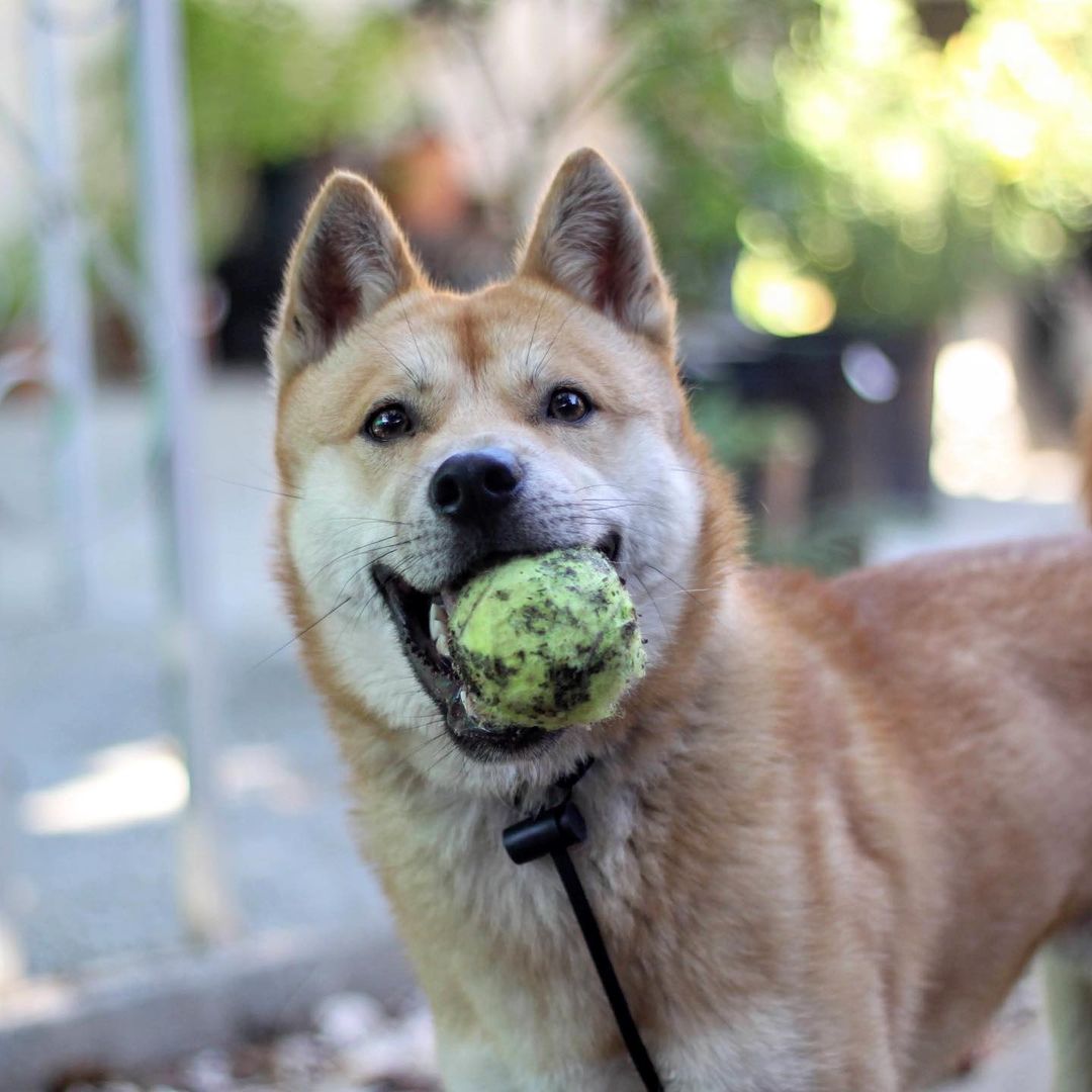 Reintroducing Bingsu! **PLEASE READ HIS BIO THOROUGHLY- his behavioral issues will require an experienced handler!**
.
Quick facts;
Male
Jindo
30 lbs
1 y/o 
📍SF Bay Area
✔️Housebroken
✔️Vaccinated
✔️Microchipped
✔️Neutered 
⚠️Not Good with Cats & Small Animals
⚠️Not Good with Dogs
⚠️Not Kid Tested
.
Bingsu was originally purchased from a breeder in TX. Due to a career change his owner could no longer give him the attention he needed and surrendered him to HARA.
.
Bingsu has basic obedience down (waiting at thresholds, sit, down, crate, heel) but is under-socialization and fearful/anxious in new places. His obedience can help keep him on walks and outings, but he will need continued confidence building and training.
.
Bingsu has shown dog reactivity and aggression on walks and in foster care, but has improved with exposure and interrupting fixation on dogs outside. He has not been able to nicely interact with other dogs, and is currently on a crate-and-rotate schedule with other dogs in his foster home. He is neutral when they are around his crate. Bingsu has a very strong prey drive and cannot be in a home with small animals, including cats.
.
Bingsu has shown resource guarding of his crate and food, which needs to be managed and trained in any new home. When allowed to free-roam indoors without structure, he can develop guarding behavior with spaces that he thinks are “his”so we highly recommend having him on a crate schedule between walks/outings until he is settled and under control.
.
Bingsu will need a very savvy home- but we know there’s someone out there for him! He is undergoing training for his resource guarding, obedience, reactivity, and fearfulness while in foster care, and we expect his adopter to commit to professional training.
.
Otherwise, Bingsu is an extremely playful dog. He bonds strongly with his handler and is good with vets and strangers. He is totally housebroken and crate trained.
.
If you are ready to give Bingsu a second chance at life and commit to training, please apply at harasf.org/application !
.
<a target='_blank' href='https://www.instagram.com/explore/tags/adoptable/'>#adoptable</a> <a target='_blank' href='https://www.instagram.com/explore/tags/adoptme/'>#adoptme</a> <a target='_blank' href='https://www.instagram.com/explore/tags/adoptabledog/'>#adoptabledog</a> <a target='_blank' href='https://www.instagram.com/explore/tags/adoptablepuppy/'>#adoptablepuppy</a> <a target='_blank' href='https://www.instagram.com/explore/tags/sfbayarea/'>#sfbayarea</a> <a target='_blank' href='https://www.instagram.com/explore/tags/adoptabledogsofinstagram/'>#adoptabledogsofinstagram</a> <a target='_blank' href='https://www.instagram.com/explore/tags/jindo/'>#jindo</a> <a target='_blank' href='https://www.instagram.com/explore/tags/jindogae/'>#jindogae</a> <a target='_blank' href='https://www.instagram.com/explore/tags/purebredjindo/'>#purebredjindo</a> <a target='_blank' href='https://www.instagram.com/explore/tags/koreanjindo/'>#koreanjindo</a>