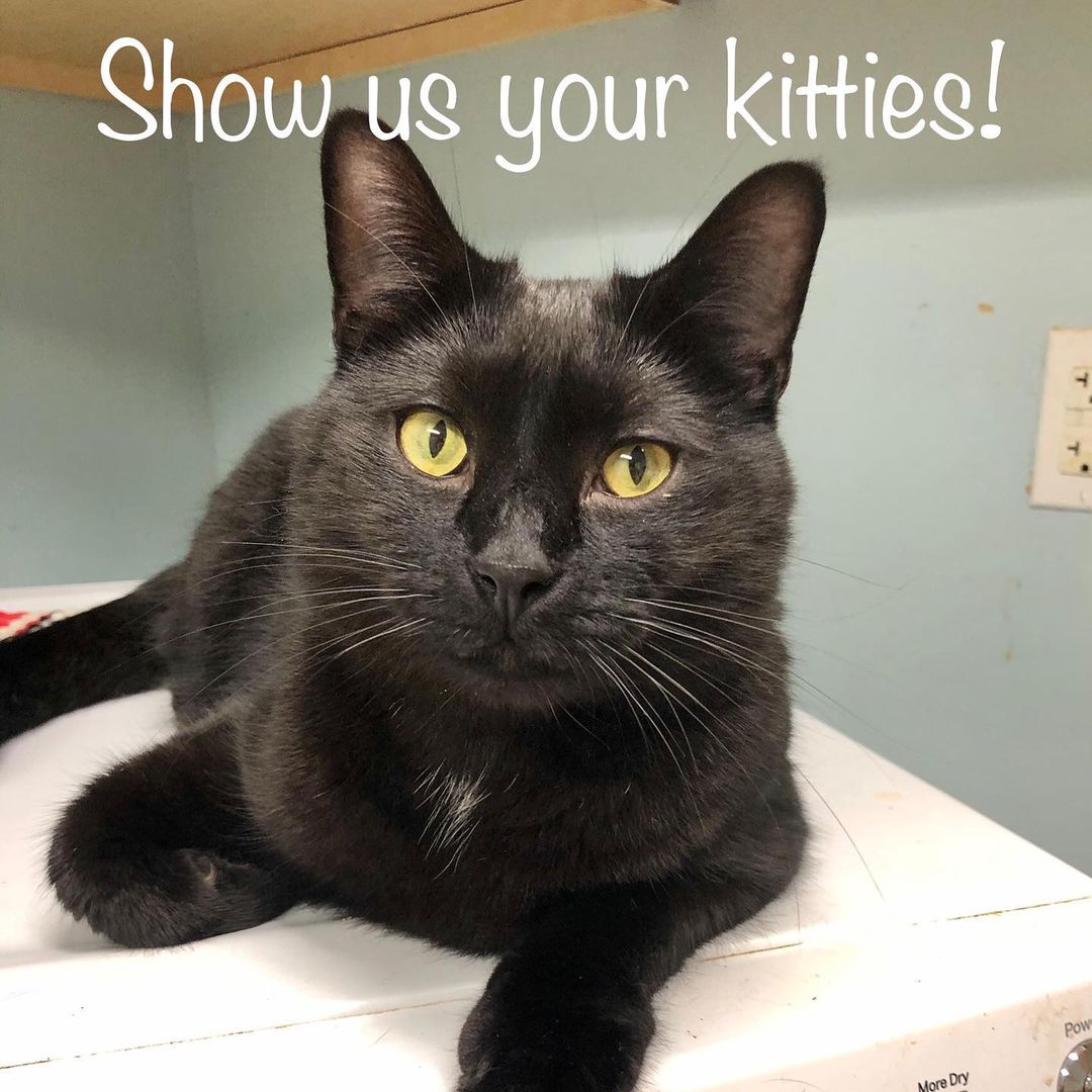 😻 Did you adopt a cat from us? 😻  Send your best photos to roxiesplaceinc@gmail.com or private message us! We will pick our favorite photo to be featured in our 2022 calendar!