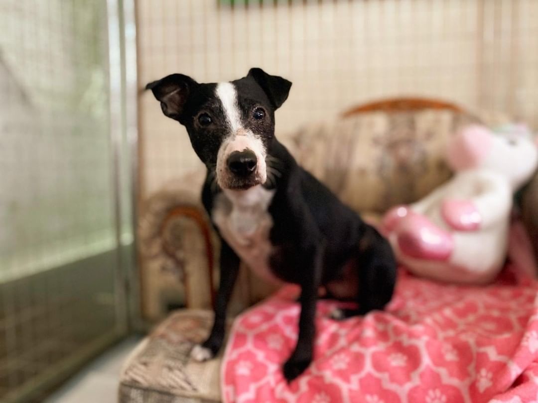 MEET SWEETIE💗

SWEETIE is a middle aged jack russel mix who is
Very sweet but timid and loves to be on your lap.😍

She doesn't seem to mind cats or other dogs 🐕🐈
She needs a little work with potty training but has been doing good so far here❣

If you would like to meet her call Erin at 309-368-0669 ☎️