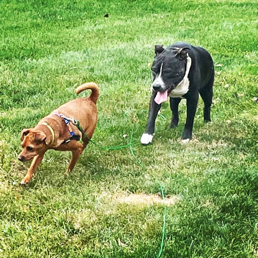 Let me tell you about a story of two long lost best friends... 😭🐾🥰🐾😭

JJ and Buster were surrendered at a high kill shelter in Kentucky together this past spring and luckily came up to WI but had to be separated to get into foster homes so today they were finally able to REUNITE!!! 

JJ was definitely more hesitant between the two but Buster, sweet old man Buster, has major tail wags and could not stop smelling his long lost bff. 

Emotional overload 😭 😍 😭

JJ already has an approved adoption application in but we are still looking for that perfect furever home to let Buster live out the rest of his days with lots of love, blankets, tail wags and treats 💗