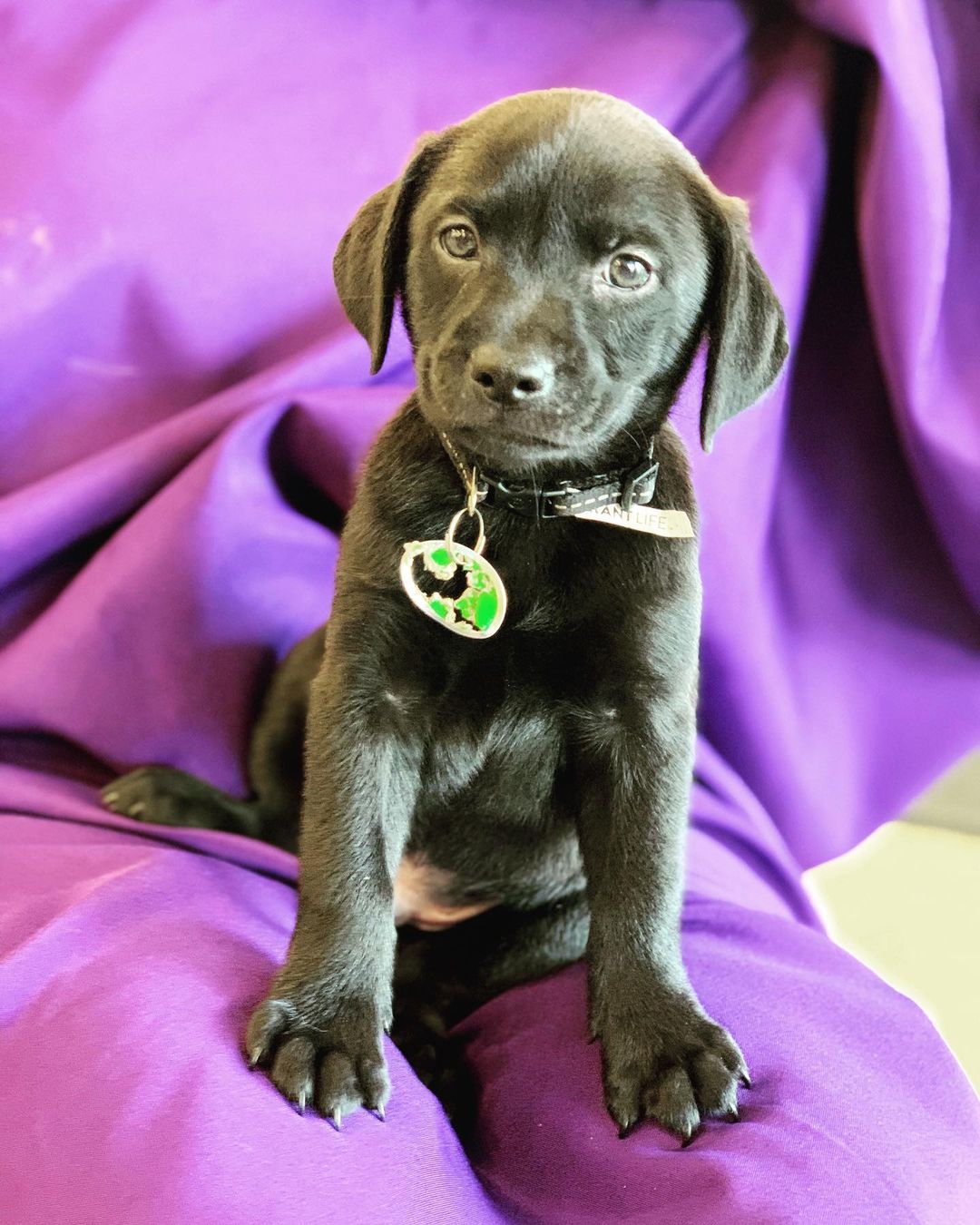 ADOPTED! Otter popping in to say Hi💜

Otter is an 8 week old Chi/Pug/Lab (?) Mix available for adoption. This cute little man loves everyone & would make a great addition to any home. 

If interested in adopting Otter send us a message or email at frankiegone2dogs@aol.com. Otter will also be at Petsmart on Davis Hwy. From 12-4pm Saturday (10/02)! <a target='_blank' href='https://www.instagram.com/explore/tags/adoptdontshop/'>#adoptdontshop</a> <a target='_blank' href='https://www.instagram.com/explore/tags/rescue/'>#rescue</a> <a target='_blank' href='https://www.instagram.com/explore/tags/foster/'>#foster</a> <a target='_blank' href='https://www.instagram.com/explore/tags/volunteer/'>#volunteer</a> <a target='_blank' href='https://www.instagram.com/explore/tags/juniorhumanesociety/'>#juniorhumanesociety</a> <a target='_blank' href='https://www.instagram.com/explore/tags/blacklab/'>#blacklab</a> <a target='_blank' href='https://www.instagram.com/explore/tags/puppylove/'>#puppylove</a> <a target='_blank' href='https://www.instagram.com/explore/tags/ouppiesofinstagram/'>#ouppiesofinstagram</a> <a target='_blank' href='https://www.instagram.com/explore/tags/pensacola/'>#pensacola</a>