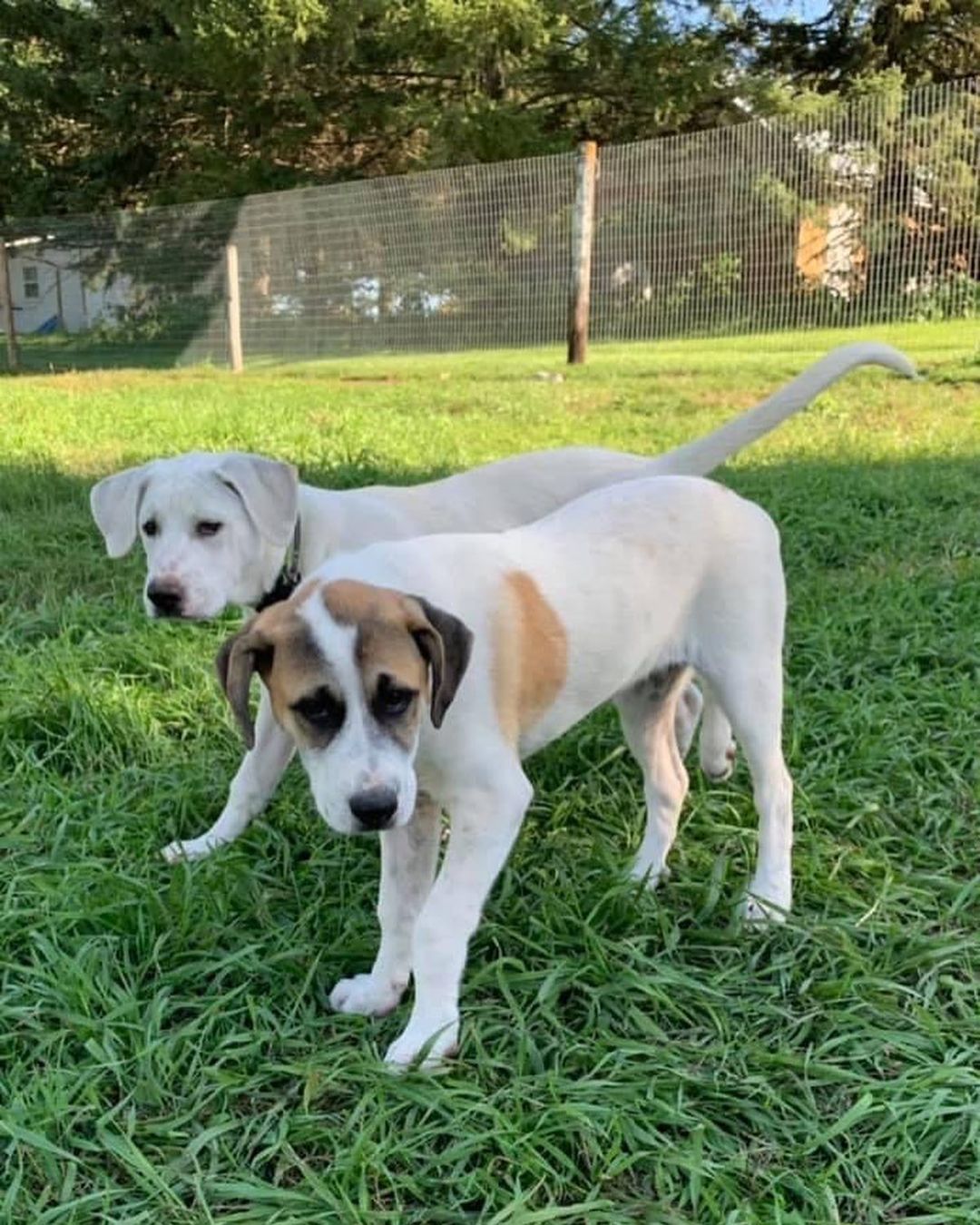 Johnnie came to us with his four siblings from The Whisky litter. They were an unwanted litter from Missouri that needed rescue. We were told Dad was Great Pyr and mom was 100% mutt. Whatever the mix we can definitely see Pyr and they are 100% adorable! 

Johnnie is very playful and loves harassing his foster siblings. He enjoys down time to chew on toys but has lots of puppy energy to play. He sticks close to his people and comes when he's called. He is doing great with potty training and is definitely food motivated. Once he gets over the initial excitement, he does pretty well on a leash. Johnnie loves car rides and sitting in the front seat. He's going to make an awesome addition to a family! 
*Being fostered in Ruthven, IA*

Johnnie is almost 4 months old, weighs 42 lbs, and has a shorter lab like coat. He is up to date on vaccines, up to date on heartworm & flea/tick preventatives, and microchipped. Our puppies are adopted on a spay/neuter contract with adopter promising to spay/neuter at a later date and must show proof at that time. 

Adoption requirements:
In order for you application to be approved you must have a secure and visible fence, pass a home check and a vet check with at least a two year, excellent vet history. Johnnie can be adopted in Missouri, Illinois, Nebraska, Iowa, Wisconsin, Minnesota, and South Dakota. Other East Coast states will be considered if you are willing to travel. Apply for Johnnie at www.gprescue.com/current-adoptables￼
🐾
www.gprescue.com
🐾
<a target='_blank' href='https://www.instagram.com/explore/tags/greatPyrenees/'>#greatPyrenees</a> <a target='_blank' href='https://www.instagram.com/explore/tags/greatpyreneesofthehour/'>#greatpyreneesofthehour</a> <a target='_blank' href='https://www.instagram.com/explore/tags/greatpyreneesoftheday/'>#greatpyreneesoftheday</a> <a target='_blank' href='https://www.instagram.com/explore/tags/greatpyreneesfeature/'>#greatpyreneesfeature</a> <a target='_blank' href='https://www.instagram.com/explore/tags/greatpyrfeature/'>#greatpyrfeature</a> <a target='_blank' href='https://www.instagram.com/explore/tags/dogstagram/'>#dogstagram</a> <a target='_blank' href='https://www.instagram.com/explore/tags/dogoftheday/'>#dogoftheday</a> <a target='_blank' href='https://www.instagram.com/explore/tags/dogsofinsta/'>#dogsofinsta</a> <a target='_blank' href='https://www.instagram.com/explore/tags/petsofinstagram/'>#petsofinstagram</a> <a target='_blank' href='https://www.instagram.com/explore/tags/petstagram/'>#petstagram</a> <a target='_blank' href='https://www.instagram.com/explore/tags/polarbeardog/'>#polarbeardog</a> <a target='_blank' href='https://www.instagram.com/explore/tags/giantdogsofinstagram/'>#giantdogsofinstagram</a> <a target='_blank' href='https://www.instagram.com/explore/tags/giantbreedlovers/'>#giantbreedlovers</a> <a target='_blank' href='https://www.instagram.com/explore/tags/adoptdontshop/'>#adoptdontshop</a> <a target='_blank' href='https://www.instagram.com/explore/tags/dogsofiowa/'>#dogsofiowa</a> <a target='_blank' href='https://www.instagram.com/explore/tags/dogsofmo/'>#dogsofmo</a> <a target='_blank' href='https://www.instagram.com/explore/tags/adopt/'>#adopt</a> <a target='_blank' href='https://www.instagram.com/explore/tags/foster/'>#foster</a> <a target='_blank' href='https://www.instagram.com/explore/tags/greatpyreneesrescueofmissouri/'>#greatpyreneesrescueofmissouri</a> <a target='_blank' href='https://www.instagram.com/explore/tags/greatpyreneesrescueofmo/'>#greatpyreneesrescueofmo</a>