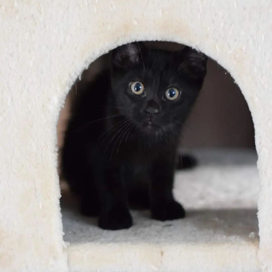 Do you want constant entertainment and companionship? Does the idea of a quiet house frighten you? Look no further, Minnie (tuxedo female) and Minnow (black female) are here to be your very own personal entertainers! All they ask for in return is love and a nice warm house. These two 10-week-old kittens are constantly on the go, and enjoy chasing each other, invisible things in the air, and furry crabbing across the floor. In case you don't know the technical term 