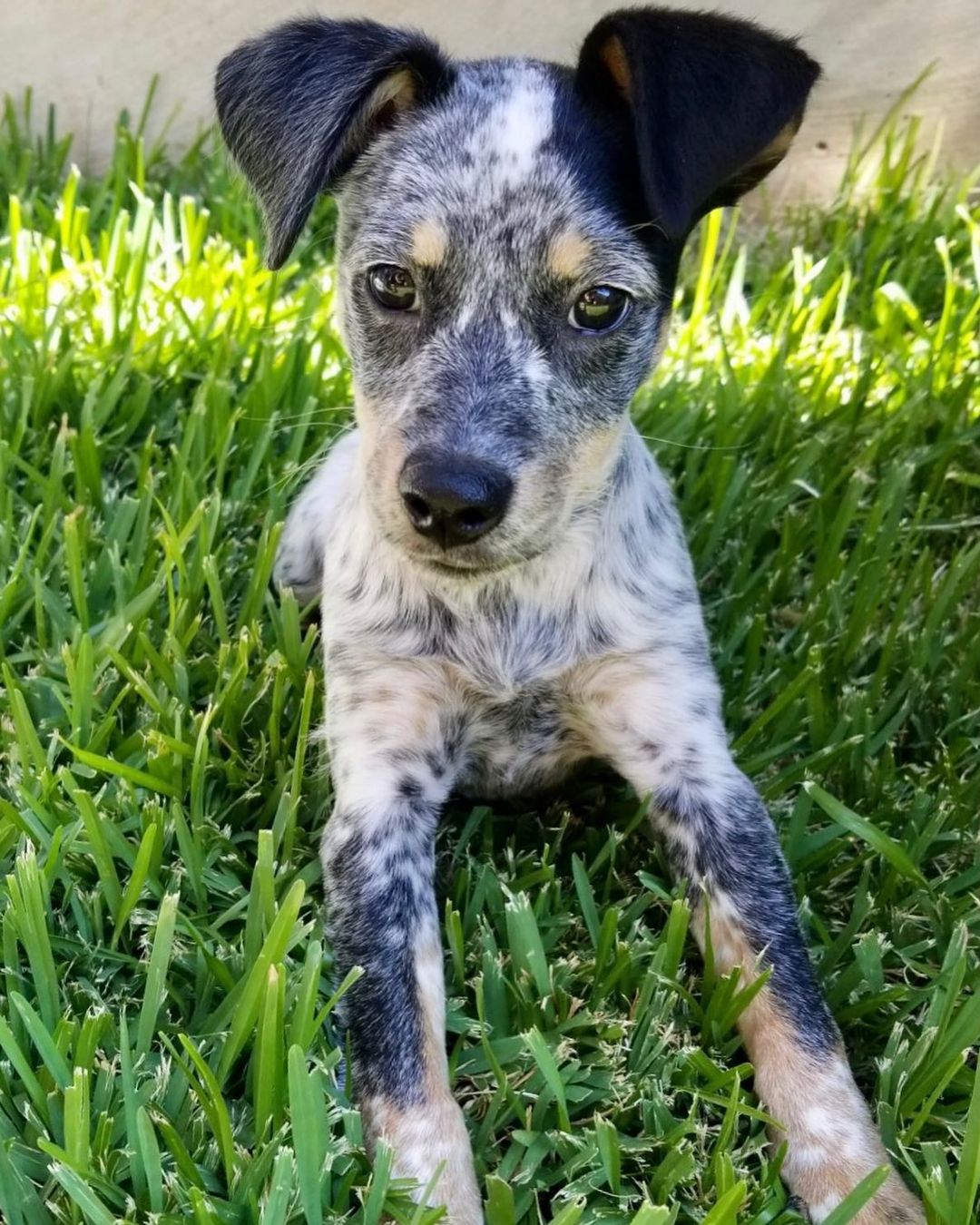 ADOPTED!! 🐶❤️🐾

We have more cute puppy action coming your way!! This is Athena; an adorable 10 week old Heeler mix. She is such a fun and spunky little girl. She’s great with other dogs, kids and cats!! Athena just had her second round of vaccines and will be adoption ready by this weekend. Edit: Athena is officially ready for adoption. 

<a target='_blank' href='https://www.instagram.com/explore/tags/adoptme/'>#adoptme</a> <a target='_blank' href='https://www.instagram.com/explore/tags/fosterdog/'>#fosterdog</a> <a target='_blank' href='https://www.instagram.com/explore/tags/fosterpuppy/'>#fosterpuppy</a> <a target='_blank' href='https://www.instagram.com/explore/tags/rescuedog/'>#rescuedog</a> <a target='_blank' href='https://www.instagram.com/explore/tags/rescuepuppy/'>#rescuepuppy</a> <a target='_blank' href='https://www.instagram.com/explore/tags/heeler/'>#heeler</a> <a target='_blank' href='https://www.instagram.com/explore/tags/mixedbreed/'>#mixedbreed</a> <a target='_blank' href='https://www.instagram.com/explore/tags/austintexas/'>#austintexas</a> <a target='_blank' href='https://www.instagram.com/explore/tags/dogrescue/'>#dogrescue</a> <a target='_blank' href='https://www.instagram.com/explore/tags/heelerpuppy/'>#heelerpuppy</a> <a target='_blank' href='https://www.instagram.com/explore/tags/heelermix/'>#heelermix</a> <a target='_blank' href='https://www.instagram.com/explore/tags/heelersofinstagram/'>#heelersofinstagram</a> <a target='_blank' href='https://www.instagram.com/explore/tags/rescuedogsofinstagram/'>#rescuedogsofinstagram</a> <a target='_blank' href='https://www.instagram.com/explore/tags/adoptdontshop/'>#adoptdontshop</a> <a target='_blank' href='https://www.instagram.com/explore/tags/atxshelterdogs/'>#atxshelterdogs</a> <a target='_blank' href='https://www.instagram.com/explore/tags/512dogs/'>#512dogs</a> <a target='_blank' href='https://www.instagram.com/explore/tags/atxdogs/'>#atxdogs</a>