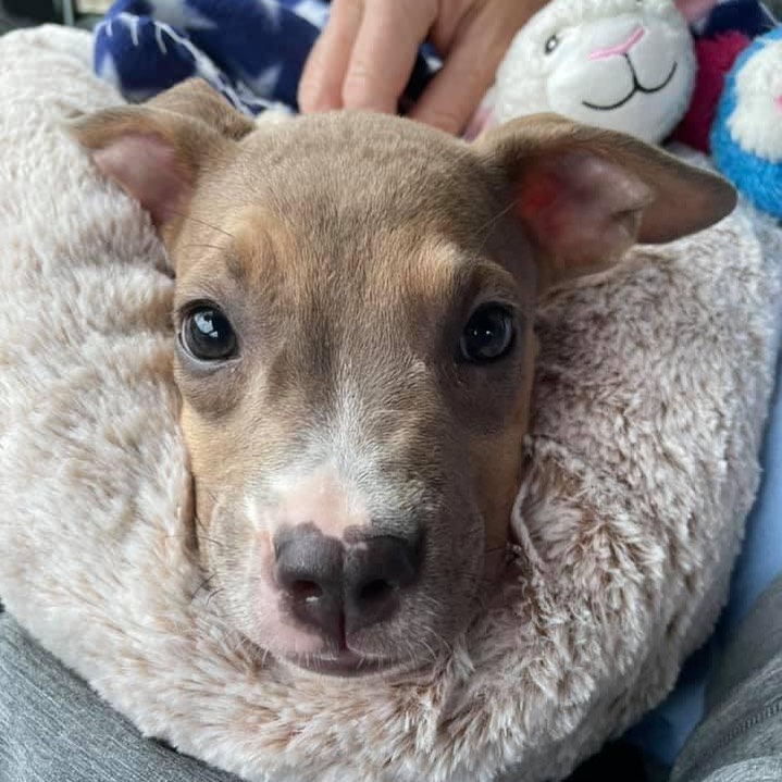 Welcome sweet little Temple to Midwest Rescue. 9 week old terrier/pit mix girl