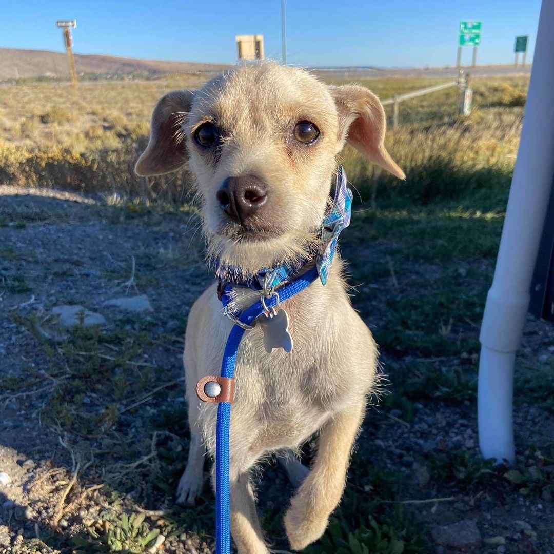 A few pictures of our transport dogs on their walking break this morning!!! They are all traveling well and making great time!!! 

Thank you to Four Paws In Motion for sending these to us along the trip. <a target='_blank' href='https://www.instagram.com/explore/tags/secondchancedogrescue/'>#secondchancedogrescue</a> <a target='_blank' href='https://www.instagram.com/explore/tags/fosterdogsofinstagram/'>#fosterdogsofinstagram</a> <a target='_blank' href='https://www.instagram.com/explore/tags/roadtrippin/'>#roadtrippin</a> <a target='_blank' href='https://www.instagram.com/explore/tags/pupsontheroadtohome/'>#pupsontheroadtohome</a> <a target='_blank' href='https://www.instagram.com/explore/tags/transport/'>#transport</a> <a target='_blank' href='https://www.instagram.com/explore/tags/seeyatexas/'>#seeyatexas</a>✌️