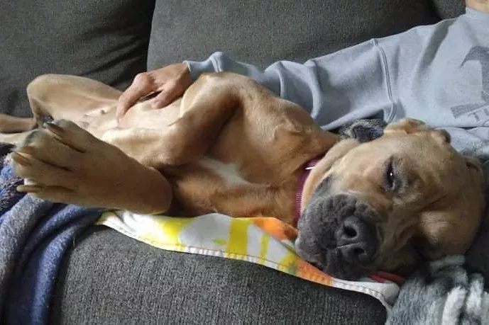 Here you can see 👀 a very tired 😴 and very comfy Bella falling asleep on her fosters lap.  She is a very sweet girl who will no doubt fit right in with her new furever home 🏡.
<a target='_blank' href='https://www.instagram.com/explore/tags/thebusterfoundation/'>#thebusterfoundation</a>
<a target='_blank' href='https://www.instagram.com/explore/tags/pitbull/'>#pitbull</a>
<a target='_blank' href='https://www.instagram.com/explore/tags/pitbullsofinstagram/'>#pitbullsofinstagram</a>
<a target='_blank' href='https://www.instagram.com/explore/tags/pitbulladvocate/'>#pitbulladvocate</a>
<a target='_blank' href='https://www.instagram.com/explore/tags/bullybreed/'>#bullybreed</a>
<a target='_blank' href='https://www.instagram.com/explore/tags/dontbullymybreed/'>#dontbullymybreed</a>
<a target='_blank' href='https://www.instagram.com/explore/tags/rescuedog/'>#rescuedog</a>
<a target='_blank' href='https://www.instagram.com/explore/tags/rescueismyfavoritebreed/'>#rescueismyfavoritebreed</a>
<a target='_blank' href='https://www.instagram.com/explore/tags/detroitrescuedogs/'>#detroitrescuedogs</a>