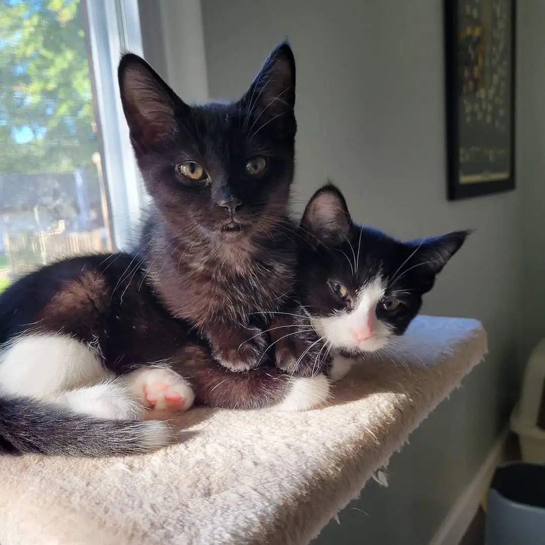 Do you want constant entertainment and companionship? Does the idea of a quiet house frighten you? Look no further, Minnie (tuxedo female) and Minnow (black female) are here to be your very own personal entertainers! All they ask for in return is love and a nice warm house. These two 10-week-old kittens are constantly on the go, and enjoy chasing each other, invisible things in the air, and furry crabbing across the floor. In case you don't know the technical term 