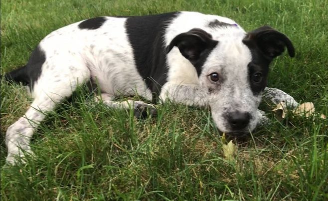 The marvelous Maddy is up for adoption❤️She is about 16-17 weeks old and super sweet! 
Maddy is a social, playful, and friendly puppy. She enjoys running in the yard and playing with other dogs🐶 Maddy also likes playing in water… She tries to eat the splashes! Maddy does this cute thing where she will put her head on your neck when she is sitting on your lap. Oh and did we say Maddy is a cuddler because she absolutely is!
If you have a furever home for Maddy, please email FureverHomeDogRescue@gmail.com
More info at www.FHDR.petfinder.com
<a target='_blank' href='https://www.instagram.com/explore/tags/fureverhomedogrescue/'>#fureverhomedogrescue</a> <a target='_blank' href='https://www.instagram.com/explore/tags/fhdr/'>#fhdr</a> <a target='_blank' href='https://www.instagram.com/explore/tags/rescuepup/'>#rescuepup</a> <a target='_blank' href='https://www.instagram.com/explore/tags/pupforadoption/'>#pupforadoption</a> <a target='_blank' href='https://www.instagram.com/explore/tags/adoptdontshop/'>#adoptdontshop</a> <a target='_blank' href='https://www.instagram.com/explore/tags/fureverhomeneeded/'>#fureverhomeneeded</a>