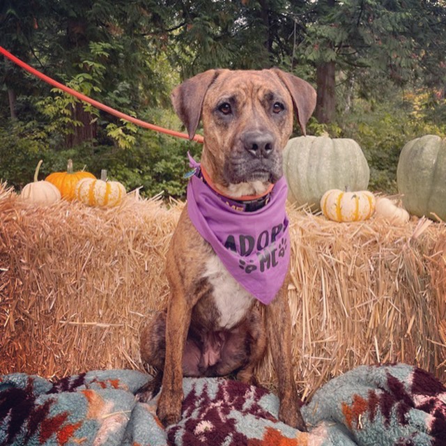 Fall in Love with our adoptables 🍁
Ready for fall snuggles with your new BFF. These pups are patiently waiting to meet you. Apply online at www.rescueunleashed.org

<a target='_blank' href='https://www.instagram.com/explore/tags/fallcolors/'>#fallcolors</a> <a target='_blank' href='https://www.instagram.com/explore/tags/fallhikes/'>#fallhikes</a> <a target='_blank' href='https://www.instagram.com/explore/tags/sweaterweather/'>#sweaterweather</a> <a target='_blank' href='https://www.instagram.com/explore/tags/furryfriend/'>#furryfriend</a> <a target='_blank' href='https://www.instagram.com/explore/tags/adoptadog/'>#adoptadog</a> <a target='_blank' href='https://www.instagram.com/explore/tags/growyourheart/'>#growyourheart</a> <a target='_blank' href='https://www.instagram.com/explore/tags/giveadogahome/'>#giveadogahome</a>