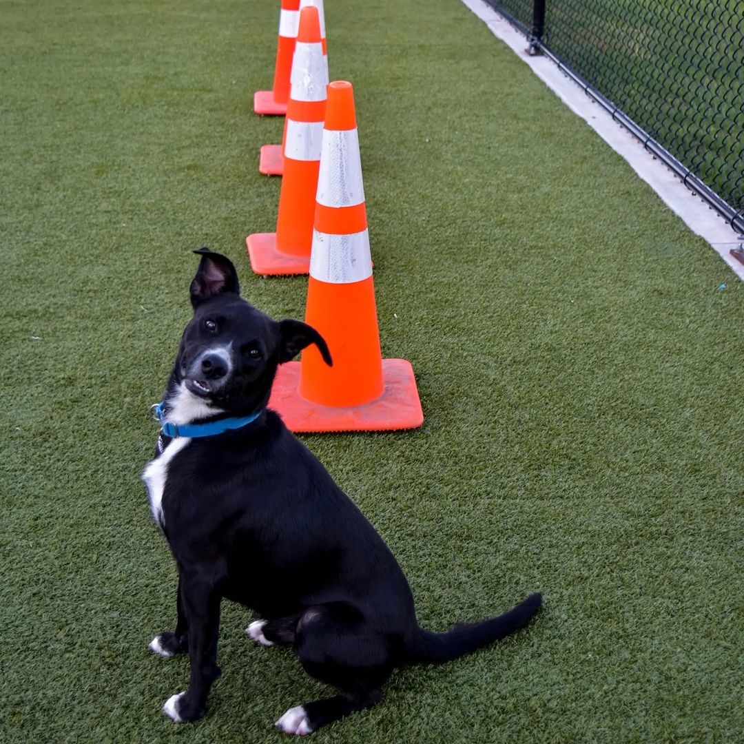 Noble is practicing to be an <a target='_blank' href='https://www.instagram.com/explore/tags/agilitydog/'>#agilitydog</a> for our Pumpkins & Pooches <a target='_blank' href='https://www.instagram.com/explore/tags/dog/'>#dog</a> games! Stop by our big event on Saturday, October 2nd from 11am-3pm, right here at the <a target='_blank' href='https://www.instagram.com/explore/tags/Rescue/'>#Rescue</a> and your dog can have fun playing <a target='_blank' href='https://www.instagram.com/explore/tags/agility/'>#agility</a> games! To <a target='_blank' href='https://www.instagram.com/explore/tags/adopt/'>#adopt</a> Noble, submit your application on our website! 💚🎃🐶🐾🧡