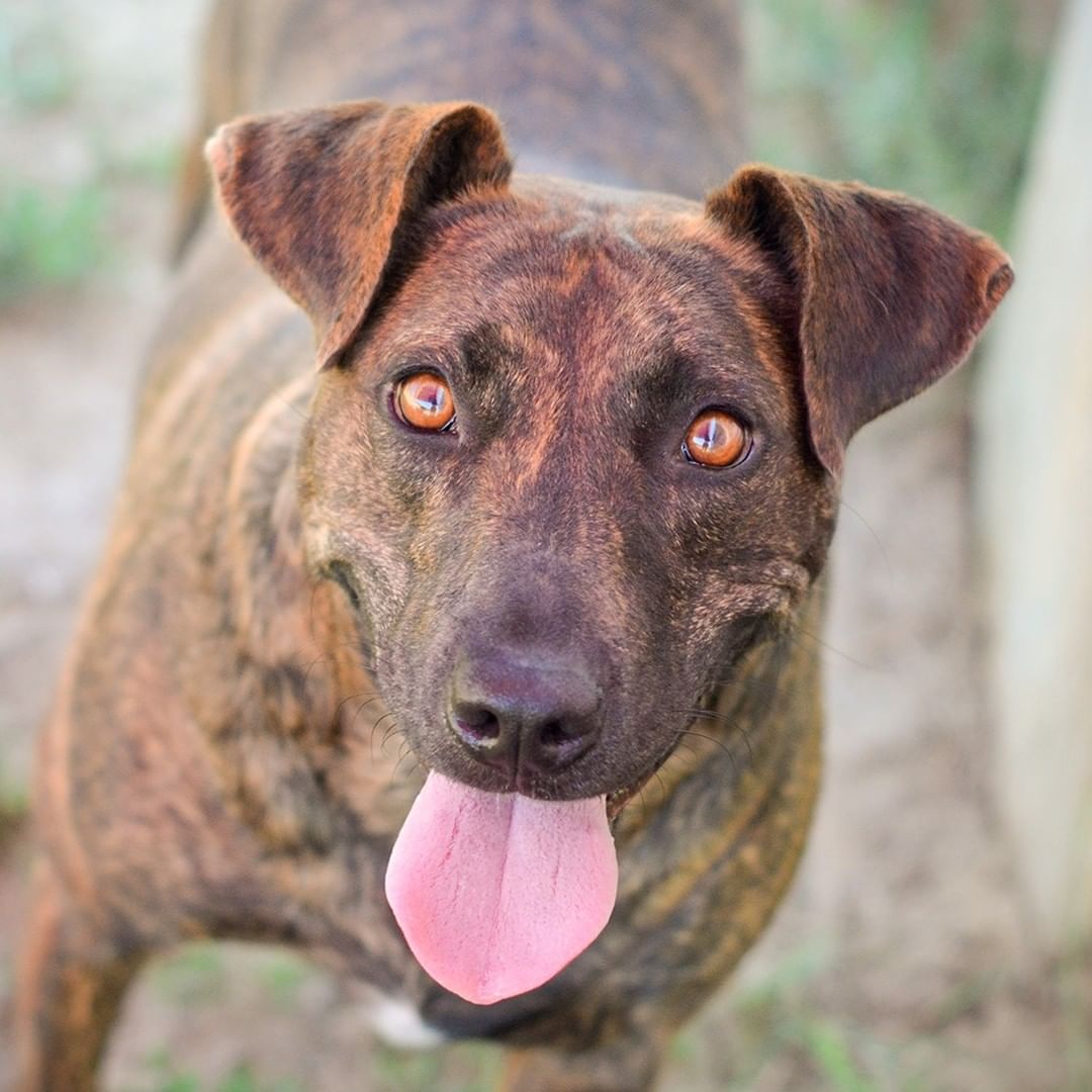 “I Love Lucy” is one of the greatest TV shows of all time.  That’s what you’ll be saying about me as soon as you meet me.  I’m just one of those gals that commands attention every time I walk in a room.  All eyes are upon me with my beautiful brindle coat and orange eyes.  I might look rather serious but believe you me…I’m not. You’ll catch me playing with my toys and then I’ll get you involved in the fun too.  We can also go on long walks or runs – I’m game for either!
Once we are all worn out, I’ll be ready for a good old fashioned nap – right in your lap.  A lap nap?  LOL - I just made a funny!

Yep, I may be 40-50 lbs, but I just want to be your lap dog.  I’m about 6 years old and I’ve got lots more years to be your best fur baby!  So please come on over and meet me.  I would love being your best gal – just like Lucy was to Desi!

If you would like to adopt me, please complete the pre-qualification application at this link: https://bit.ly/2CCVFPV

Please visit https://www.tbcanimalrescue.com/how-to-help to learn about the many ways to help Texas Best Choices Animal Rescue.

<a target='_blank' href='https://www.instagram.com/explore/tags/AdoptDontShop/'>#AdoptDontShop</a> <a target='_blank' href='https://www.instagram.com/explore/tags/TBCAnimalRescue/'>#TBCAnimalRescue</a> <a target='_blank' href='https://www.instagram.com/explore/tags/RescueDogs/'>#RescueDogs</a>