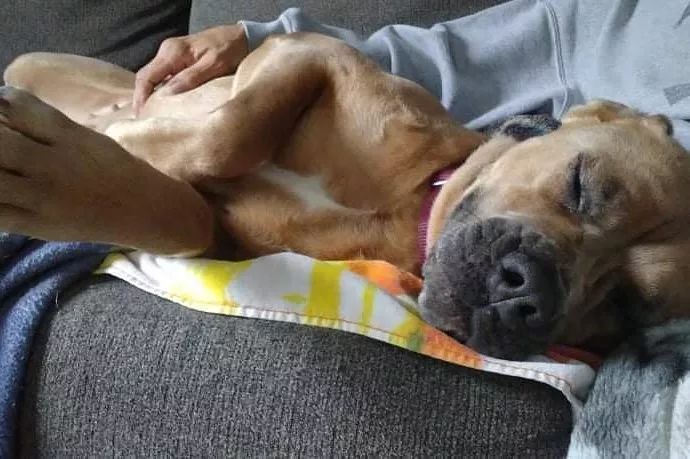 Here you can see 👀 a very tired 😴 and very comfy Bella falling asleep on her fosters lap.  She is a very sweet girl who will no doubt fit right in with her new furever home 🏡.
<a target='_blank' href='https://www.instagram.com/explore/tags/thebusterfoundation/'>#thebusterfoundation</a>
<a target='_blank' href='https://www.instagram.com/explore/tags/pitbull/'>#pitbull</a>
<a target='_blank' href='https://www.instagram.com/explore/tags/pitbullsofinstagram/'>#pitbullsofinstagram</a>
<a target='_blank' href='https://www.instagram.com/explore/tags/pitbulladvocate/'>#pitbulladvocate</a>
<a target='_blank' href='https://www.instagram.com/explore/tags/bullybreed/'>#bullybreed</a>
<a target='_blank' href='https://www.instagram.com/explore/tags/dontbullymybreed/'>#dontbullymybreed</a>
<a target='_blank' href='https://www.instagram.com/explore/tags/rescuedog/'>#rescuedog</a>
<a target='_blank' href='https://www.instagram.com/explore/tags/rescueismyfavoritebreed/'>#rescueismyfavoritebreed</a>
<a target='_blank' href='https://www.instagram.com/explore/tags/detroitrescuedogs/'>#detroitrescuedogs</a>