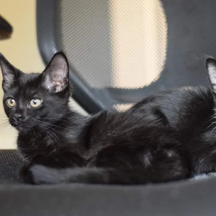 Do you want constant entertainment and companionship? Does the idea of a quiet house frighten you? Look no further, Minnie (tuxedo female) and Minnow (black female) are here to be your very own personal entertainers! All they ask for in return is love and a nice warm house. These two 10-week-old kittens are constantly on the go, and enjoy chasing each other, invisible things in the air, and furry crabbing across the floor. In case you don't know the technical term 