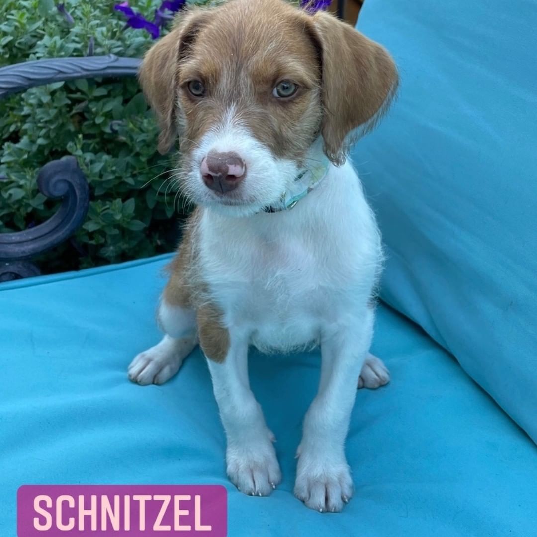 Our gorgeous Oktoberfest puppies are still available! The boys have been scooped up, but four pretty girls are ready to find their families. Prost, Schnitzel, Pretzel, and Munich are female Pit/Doodle pups. Their mama was a pittie mix and their daddy was a doodle! For more information or to apply to adopt one of these precious pups, visit reachrescue.org.

<a target='_blank' href='https://www.instagram.com/explore/tags/adoptdontshop/'>#adoptdontshop</a> <a target='_blank' href='https://www.instagram.com/explore/tags/dogsofinstagram/'>#dogsofinstagram</a> <a target='_blank' href='https://www.instagram.com/explore/tags/rescuedogsofinstagram/'>#rescuedogsofinstagram</a> <a target='_blank' href='https://www.instagram.com/explore/tags/rescuedog/'>#rescuedog</a> <a target='_blank' href='https://www.instagram.com/explore/tags/rescue/'>#rescue</a> <a target='_blank' href='https://www.instagram.com/explore/tags/reachrescue/'>#reachrescue</a> <a target='_blank' href='https://www.instagram.com/explore/tags/dogs/'>#dogs</a> <a target='_blank' href='https://www.instagram.com/explore/tags/dog/'>#dog</a> <a target='_blank' href='https://www.instagram.com/explore/tags/doggo/'>#doggo</a> <a target='_blank' href='https://www.instagram.com/explore/tags/dogstagram/'>#dogstagram</a> <a target='_blank' href='https://www.instagram.com/explore/tags/dogoftheday/'>#dogoftheday</a> <a target='_blank' href='https://www.instagram.com/explore/tags/dogoftheweek/'>#dogoftheweek</a> <a target='_blank' href='https://www.instagram.com/explore/tags/dogsofinstaworld/'>#dogsofinstaworld</a> <a target='_blank' href='https://www.instagram.com/explore/tags/dog_features/'>#dog_features</a> <a target='_blank' href='https://www.instagram.com/explore/tags/dogsofinsta/'>#dogsofinsta</a> <a target='_blank' href='https://www.instagram.com/explore/tags/dogsofig/'>#dogsofig</a> <a target='_blank' href='https://www.instagram.com/explore/tags/instadog/'>#instadog</a>