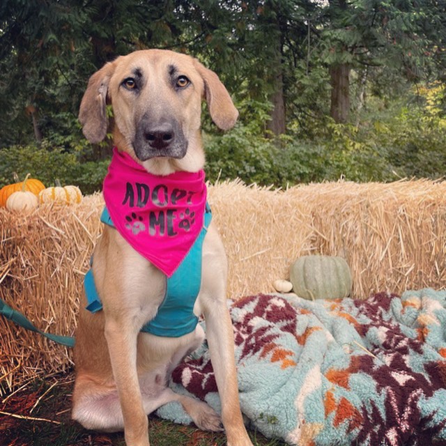 Fall in Love with our adoptables 🍁
Ready for fall snuggles with your new BFF. These pups are patiently waiting to meet you. Apply online at www.rescueunleashed.org

<a target='_blank' href='https://www.instagram.com/explore/tags/fallcolors/'>#fallcolors</a> <a target='_blank' href='https://www.instagram.com/explore/tags/fallhikes/'>#fallhikes</a> <a target='_blank' href='https://www.instagram.com/explore/tags/sweaterweather/'>#sweaterweather</a> <a target='_blank' href='https://www.instagram.com/explore/tags/furryfriend/'>#furryfriend</a> <a target='_blank' href='https://www.instagram.com/explore/tags/adoptadog/'>#adoptadog</a> <a target='_blank' href='https://www.instagram.com/explore/tags/growyourheart/'>#growyourheart</a> <a target='_blank' href='https://www.instagram.com/explore/tags/giveadogahome/'>#giveadogahome</a>