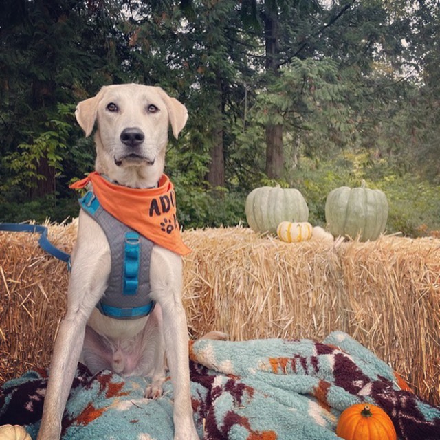 Fall in Love with our adoptables 🍁
Ready for fall snuggles with your new BFF. These pups are patiently waiting to meet you. Apply online at www.rescueunleashed.org

<a target='_blank' href='https://www.instagram.com/explore/tags/fallcolors/'>#fallcolors</a> <a target='_blank' href='https://www.instagram.com/explore/tags/fallhikes/'>#fallhikes</a> <a target='_blank' href='https://www.instagram.com/explore/tags/sweaterweather/'>#sweaterweather</a> <a target='_blank' href='https://www.instagram.com/explore/tags/furryfriend/'>#furryfriend</a> <a target='_blank' href='https://www.instagram.com/explore/tags/adoptadog/'>#adoptadog</a> <a target='_blank' href='https://www.instagram.com/explore/tags/growyourheart/'>#growyourheart</a> <a target='_blank' href='https://www.instagram.com/explore/tags/giveadogahome/'>#giveadogahome</a>