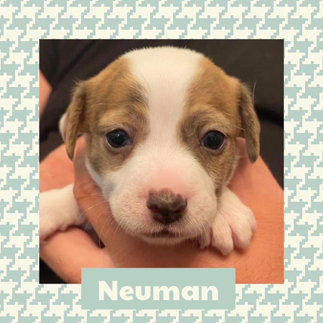 Cricket, our Chihuahua/Terrier mix is looking for her forever home and so are her pups! If interested in adopting please submit an application at https://humanesocietybaycounty.org/adoption-form/