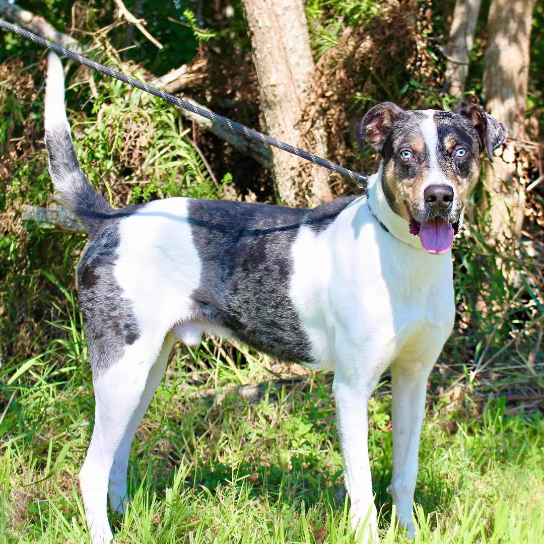 Simon needs someone—anyone—to SEE him. He’s a good boy who gallops like a horse in the play yards and wags with joy whenever someone so much as looks at him.

Simon hasn’t had any interest in the months he’s been with us. With the shelter being so full, he needs a hero. Show up. Ask to see Simon. Open your home for a week and let him decompress and stretch his long legs. 

Simon deserves a chance. 

5160 Burke Road 
Pasadena, TX 77504
Apply online to foster. www.pasadenatx.gov