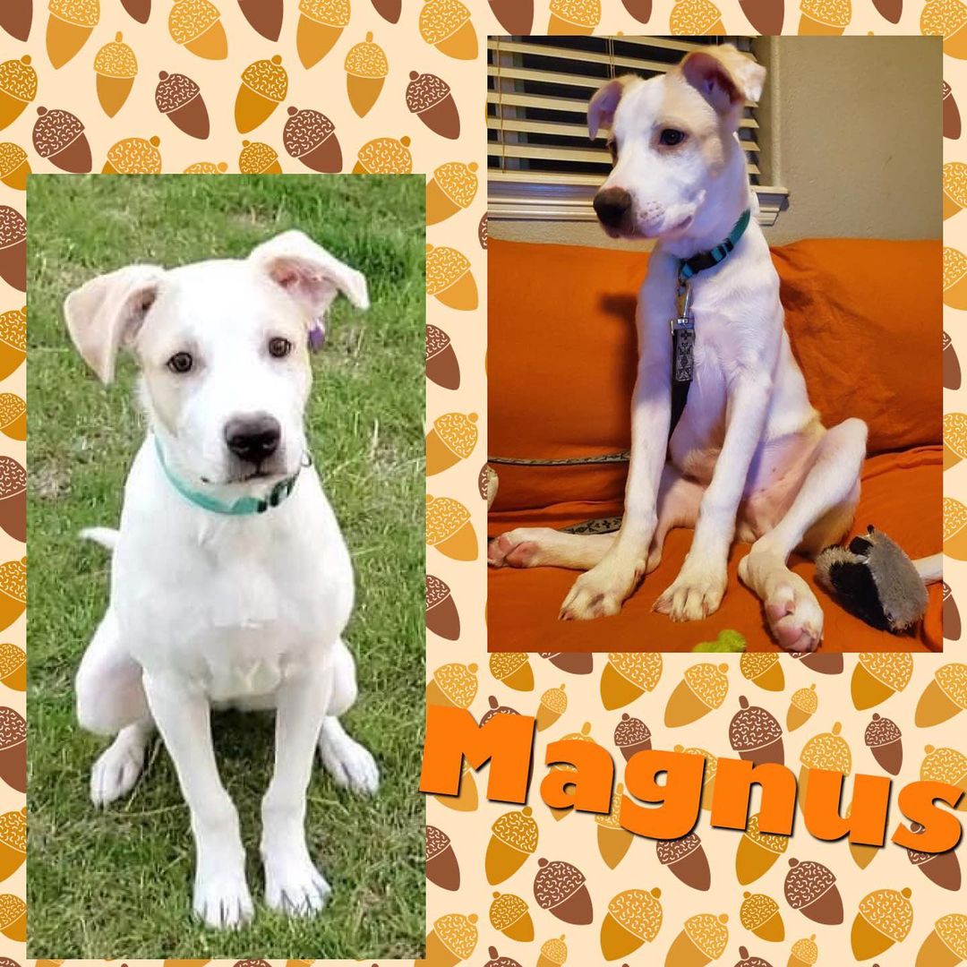 🍂🍁IT’S FALL YA’LL 🍂🍁 Spend this fall with a little change of your own and adopt a rescue! 🐶🐱 All of our animals are spayed/neutered, microchipped, and UTD on shots! 💉👩‍⚕️ Check out our website www.elpasocountycanine.org/adopt to learn more about all of these cuties pictured below! 🐱🐶Are you ready to FALL in love with your new fur-ever friend? ❤️ <a target='_blank' href='https://www.instagram.com/explore/tags/adoptdontshop/'>#adoptdontshop</a> <a target='_blank' href='https://www.instagram.com/explore/tags/rescuedogsofinstagram/'>#rescuedogsofinstagram</a> <a target='_blank' href='https://www.instagram.com/explore/tags/rescuedismyfavoritebreed/'>#rescuedismyfavoritebreed</a> <a target='_blank' href='https://www.instagram.com/explore/tags/coloradosprings/'>#coloradosprings</a> <a target='_blank' href='https://www.instagram.com/explore/tags/animalrescue/'>#animalrescue</a> <a target='_blank' href='https://www.instagram.com/explore/tags/dogrescue/'>#dogrescue</a> <a target='_blank' href='https://www.instagram.com/explore/tags/catrescue/'>#catrescue</a> <a target='_blank' href='https://www.instagram.com/explore/tags/dogs/'>#dogs</a> <a target='_blank' href='https://www.instagram.com/explore/tags/cats/'>#cats</a> <a target='_blank' href='https://www.instagram.com/explore/tags/untileverycageisempty/'>#untileverycageisempty</a> <a target='_blank' href='https://www.instagram.com/explore/tags/dogmom/'>#dogmom</a> <a target='_blank' href='https://www.instagram.com/explore/tags/catmom/'>#catmom</a> <a target='_blank' href='https://www.instagram.com/explore/tags/rescuedogs/'>#rescuedogs</a> <a target='_blank' href='https://www.instagram.com/explore/tags/rescuecats/'>#rescuecats</a> <a target='_blank' href='https://www.instagram.com/explore/tags/coloradoanimalrescue/'>#coloradoanimalrescue</a> <a target='_blank' href='https://www.instagram.com/explore/tags/coloradodogrescue/'>#coloradodogrescue</a> <a target='_blank' href='https://www.instagram.com/explore/tags/coloradocatrescue/'>#coloradocatrescue</a> <a target='_blank' href='https://www.instagram.com/explore/tags/animallovers/'>#animallovers</a>