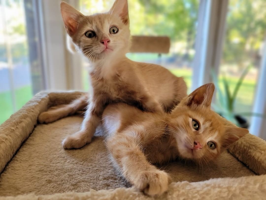 Baby Groot and Rocket will be at Adopt-A-Thon!  These two adorable kitten brothers love to cuddle with people. They are neat and tidy little kittens.  And they love to play with DIY toys and balls, which you can make at ADOPT-A-THON!  Saturday Oct 2, Noon to 4pm at the shelter.  Adults, your kittens and cats will love these toys too!  All the details: https://salmonanimalshelter.com/2021/09/fall-adopt-a-thon-at-the-shelter/