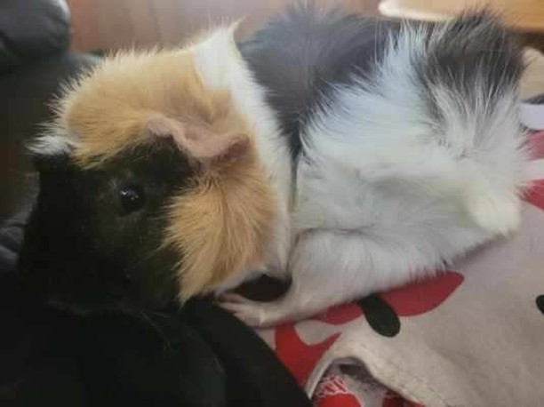 2 Male Guinea Pigs needing a home 🏡

Call Erin at 309-368-0669 ☎️