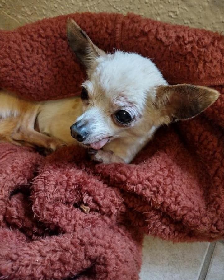 Little Chihuahua in distress FOUND.  Finder Can transport anywhere needed but dogs needs a rescue and medical attention. 
Houston!