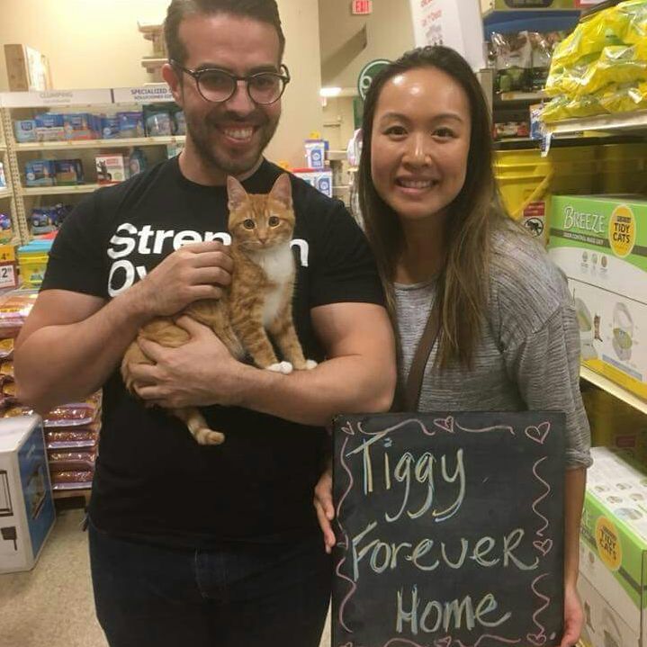 Hello fellow cat lovers! Hope you had a fantastic weekend! We had 3 great adoptions. Lucky kitties, Tiggy, Gabby and Kershaw all found their forever families. Have good lives, Kitties!