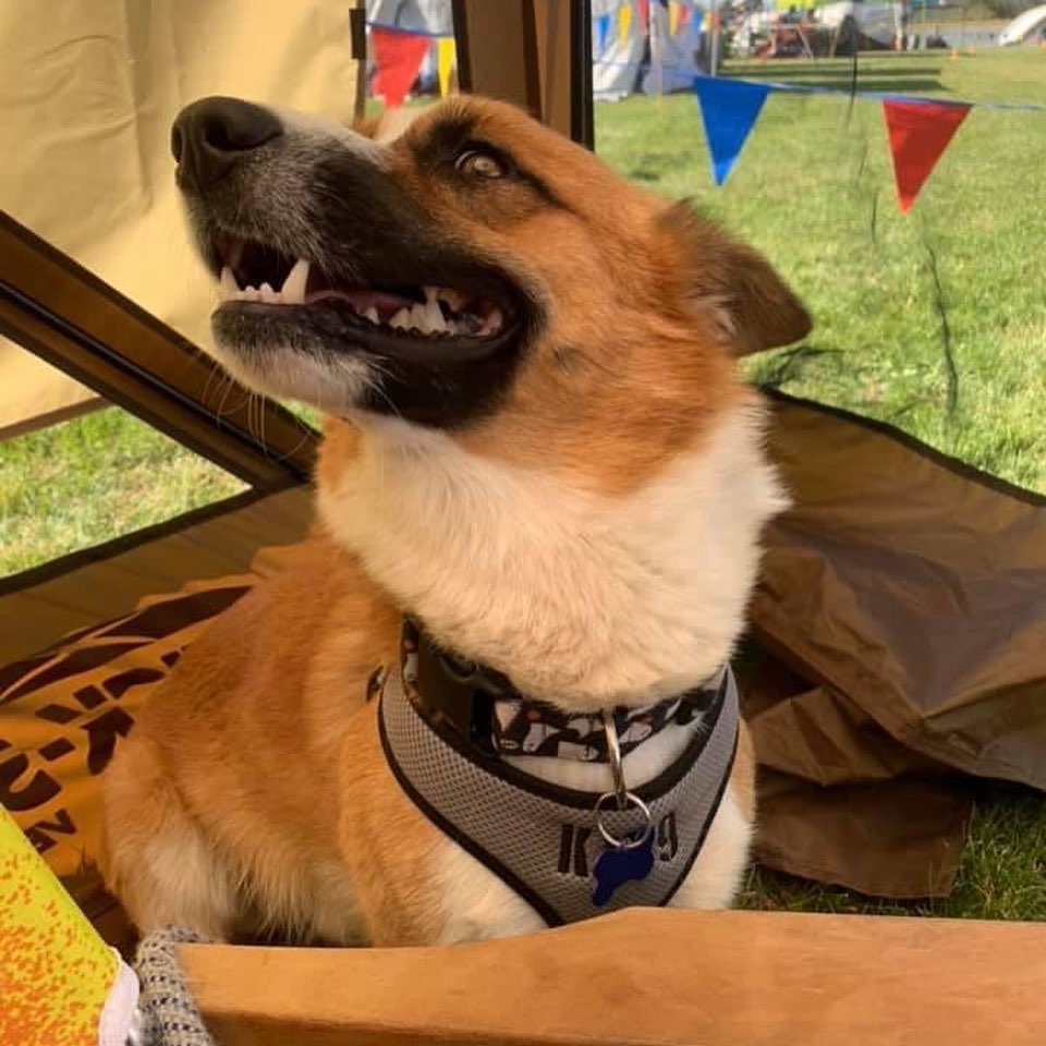 Conner is an approx. 3 y/o, 30# Corgi maybe mixed with Shepherd, or just an oversized Corgi. He could stand to gain a little weight but just a couple more pounds. He has a great temperament and is good with all dogs. He’s a fairly laid back fellow and is just starting to play with other dogs, but would love another dog who will play with him. A secure fenced in yard is REQUIRED for Conner plus an active family who isn’t gone long hours and will include him in their activities. Conner would not be a good fit for an apartment situation. Conner has not been tested with cats or kids but would likely do well with respectful children 8+. He’s potty trained but will need some gentle reminders that marking indoors is not appropriate; he gets better and better every day with learning this. He’s a gentleman and is good on the leash. He needs some coaxing to get into the kennel and settles after a bit but doesn’t love being in there very long and is not destructive if left out unattended. If you are interested in being considered to adopt Conner, the first step is to complete our meet and greet application at https://www.corgisandfriends.com/forms We require the application, home and reference check, and meet with all humans and pets in the home. Conner is recently neutered, utd on vaccs, chipped, and HW-. His adoption fee is $400 and we are not doing out of state adoptions. <a target='_blank' href='https://www.instagram.com/explore/tags/fosteringsaveslives/'>#fosteringsaveslives</a> 
.
.
.
.

<a target='_blank' href='https://www.instagram.com/explore/tags/foster/'>#foster</a> <a target='_blank' href='https://www.instagram.com/explore/tags/rescuedogsofinstagram/'>#rescuedogsofinstagram</a> <a target='_blank' href='https://www.instagram.com/explore/tags/rescuedog/'>#rescuedog</a> <a target='_blank' href='https://www.instagram.com/explore/tags/rescuedogsofinstagram/'>#rescuedogsofinstagram</a> <a target='_blank' href='https://www.instagram.com/explore/tags/rescuedismyfavoritebreed/'>#rescuedismyfavoritebreed</a> <a target='_blank' href='https://www.instagram.com/explore/tags/dog/'>#dog</a> <a target='_blank' href='https://www.instagram.com/explore/tags/dogsofinstagram/'>#dogsofinstagram</a> <a target='_blank' href='https://www.instagram.com/explore/tags/dogslife/'>#dogslife</a> <a target='_blank' href='https://www.instagram.com/explore/tags/coloradodogs/'>#coloradodogs</a> <a target='_blank' href='https://www.instagram.com/explore/tags/supportlocal/'>#supportlocal</a> <a target='_blank' href='https://www.instagram.com/explore/tags/followers/'>#followers</a> <a target='_blank' href='https://www.instagram.com/explore/tags/adorable/'>#adorable</a> <a target='_blank' href='https://www.instagram.com/explore/tags/mansbestfriend/'>#mansbestfriend</a> <a target='_blank' href='https://www.instagram.com/explore/tags/woof/'>#woof</a> <a target='_blank' href='https://www.instagram.com/explore/tags/adoptdontshop/'>#adoptdontshop</a>  <a target='_blank' href='https://www.instagram.com/explore/tags/dogoftheday/'>#dogoftheday</a> <a target='_blank' href='https://www.instagram.com/explore/tags/adopme/'>#adopme</a> <a target='_blank' href='https://www.instagram.com/explore/tags/share/'>#share</a> <a target='_blank' href='https://www.instagram.com/explore/tags/denver/'>#denver</a>  <a target='_blank' href='https://www.instagram.com/explore/tags/corgi/'>#corgi</a> <a target='_blank' href='https://www.instagram.com/explore/tags/corgisofinstagram/'>#corgisofinstagram</a> <a target='_blank' href='https://www.instagram.com/explore/tags/corgibutt/'>#corgibutt</a> <a target='_blank' href='https://www.instagram.com/explore/tags/corgipuppy/'>#corgipuppy</a> <a target='_blank' href='https://www.instagram.com/explore/tags/muttsofinstagram/'>#muttsofinstagram</a> <a target='_blank' href='https://www.instagram.com/explore/tags/pet/'>#pet</a> <a target='_blank' href='https://www.instagram.com/explore/tags/pets/'>#pets</a> <a target='_blank' href='https://www.instagram.com/explore/tags/petstagram/'>#petstagram</a> <a target='_blank' href='https://www.instagram.com/explore/tags/adorable/'>#adorable</a>  <a target='_blank' href='https://www.instagram.com/explore/tags/dogs/'>#dogs</a>